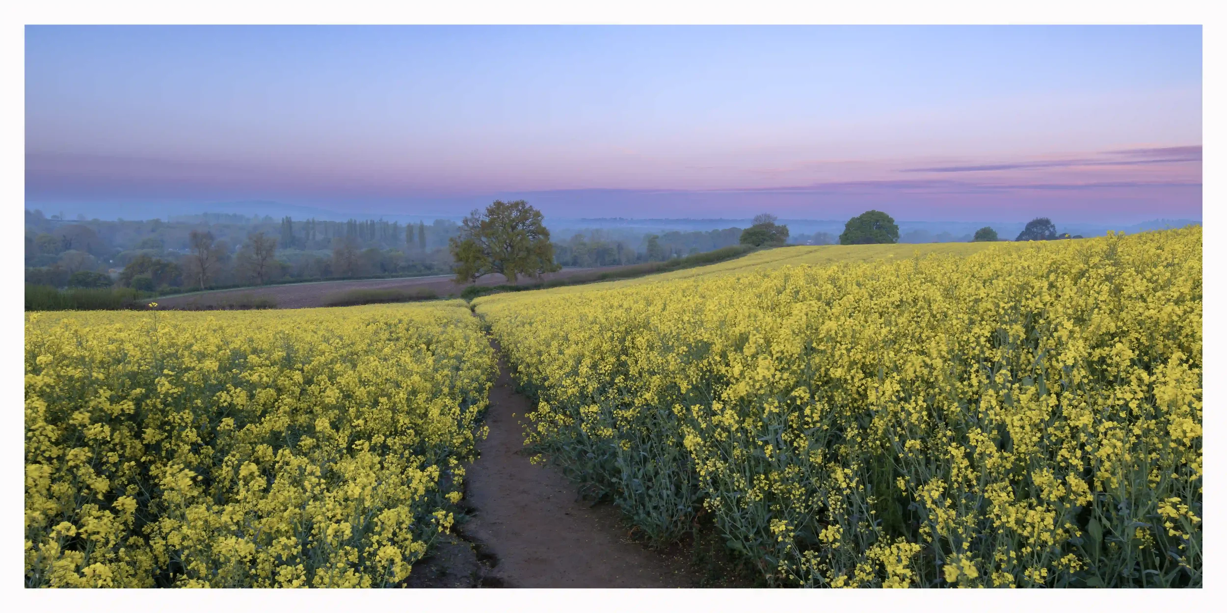 COMFORTING CHANTRIES DAWN
Chantry Woods, Guildford, Surrey, UK. 
Before the neighbouring towns awake, roads became busy and modern life would pick up where it left off yesterday; such warming, comforting and peaceful mornings like this become a remin