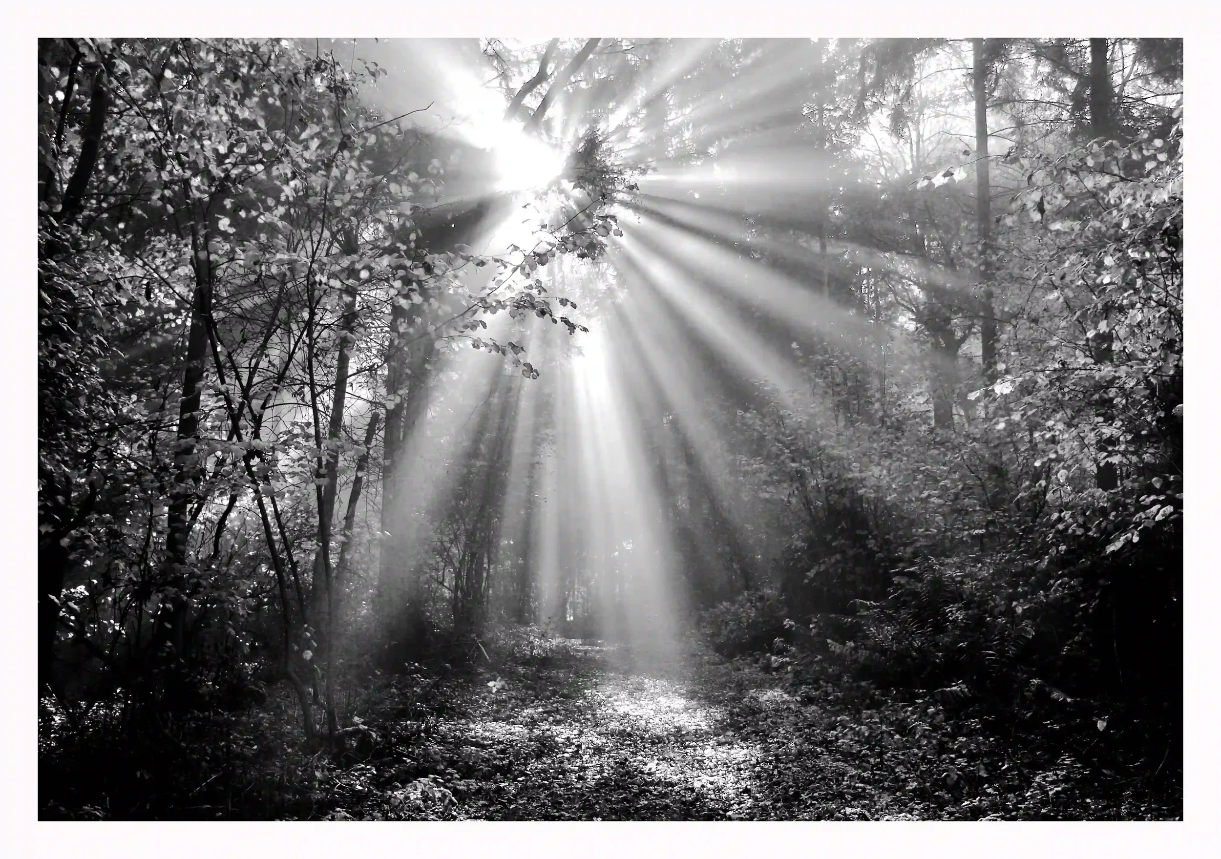 THE MAGICAL STRAWBERRY GROVE B&W 
This woodland has always been there for me through out my life; times of wonder and fascination, times in need for inspiration both in life and my own journey with art, times in need of peaceful solitude, during time