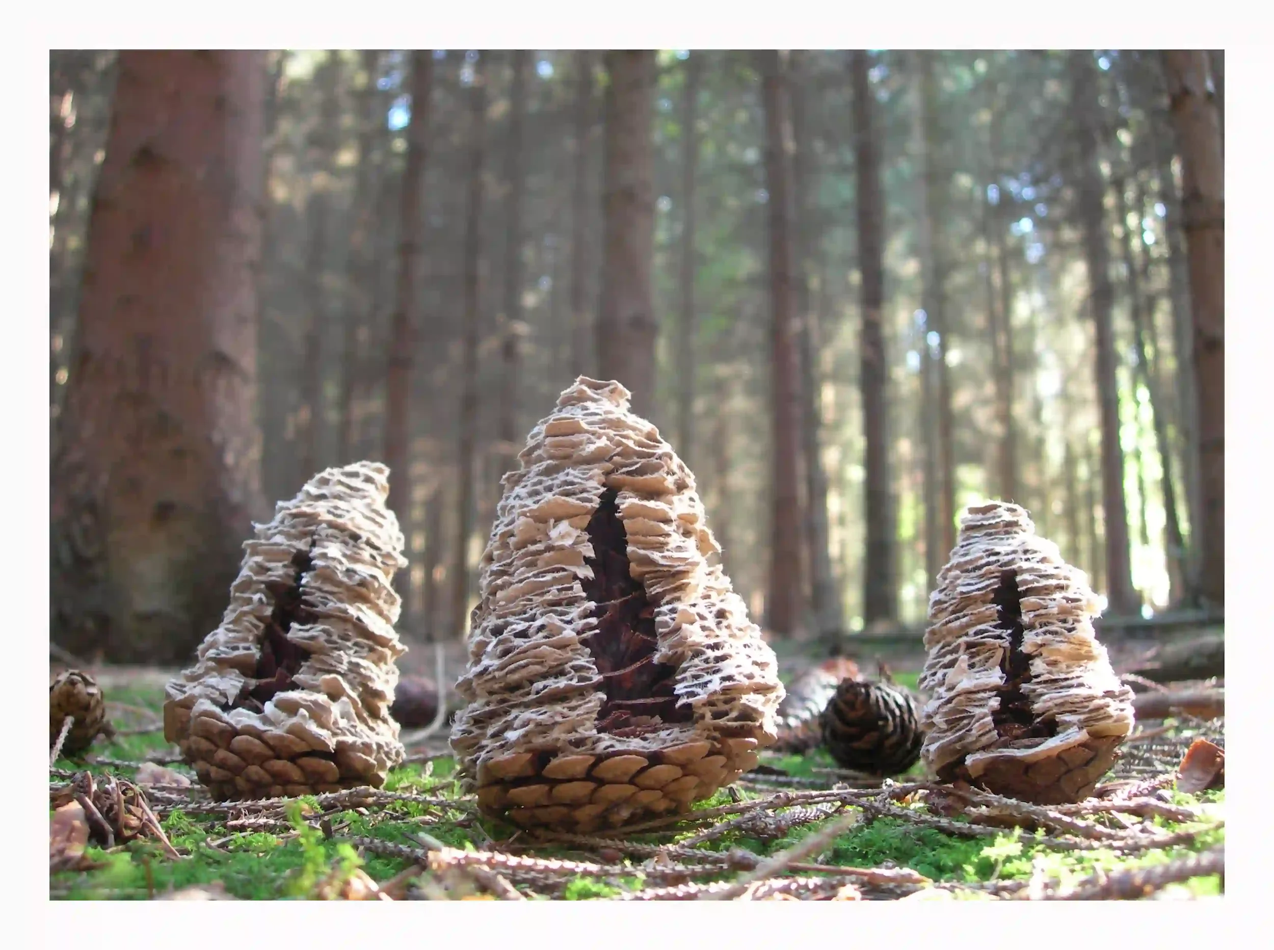 3 card cones...
Found broken in the woods so my attempt to respect and restore the form using card. Taken back and photographed in the woods they were found in. 
