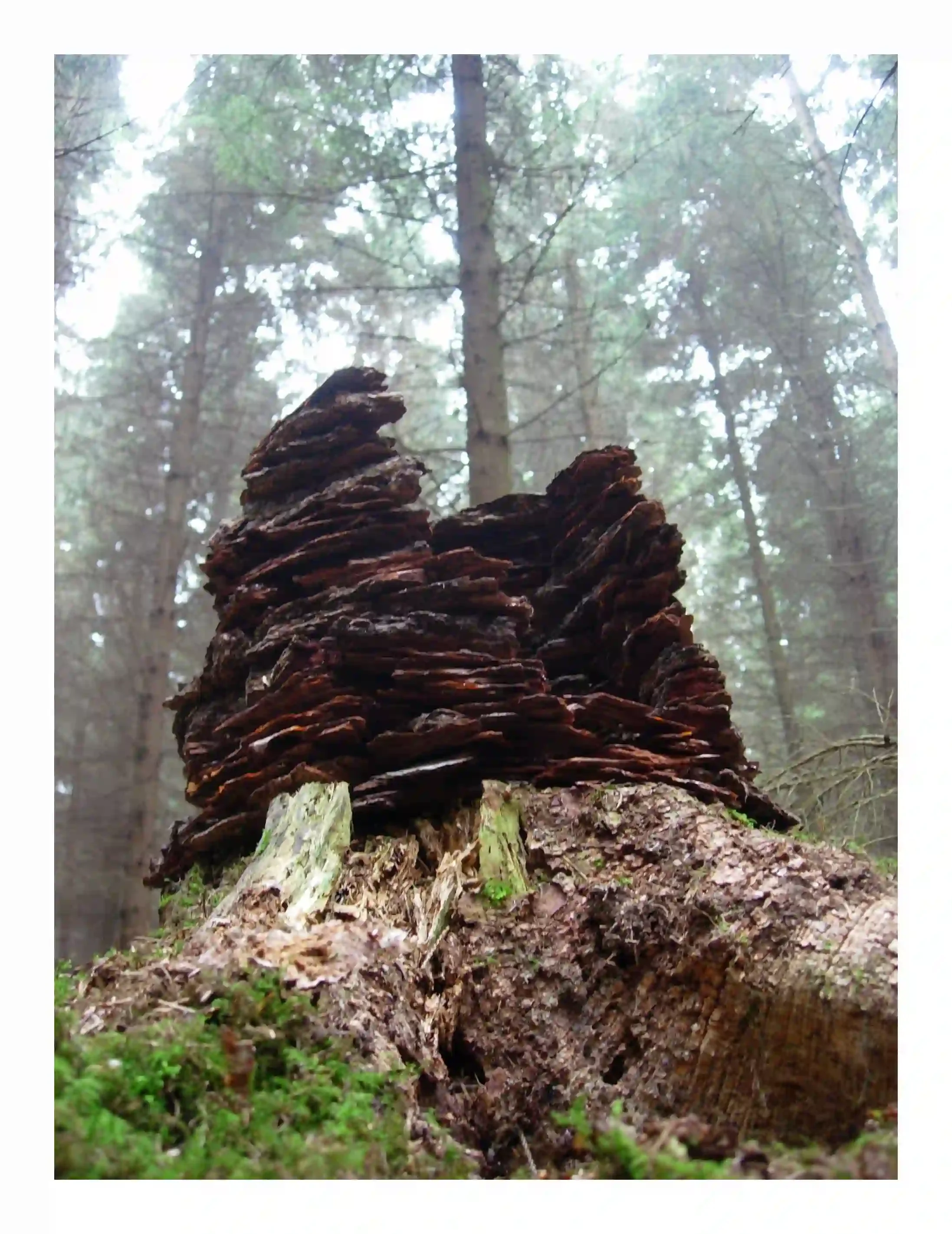 Small Bark tree... temporary reconstructed
Gathering bark from upon the ground scattered all over the pine forest in an attempt to balance, to understand and reconstruct a small bark tree temporary sculpture. Bringing the tree stump back to life and 