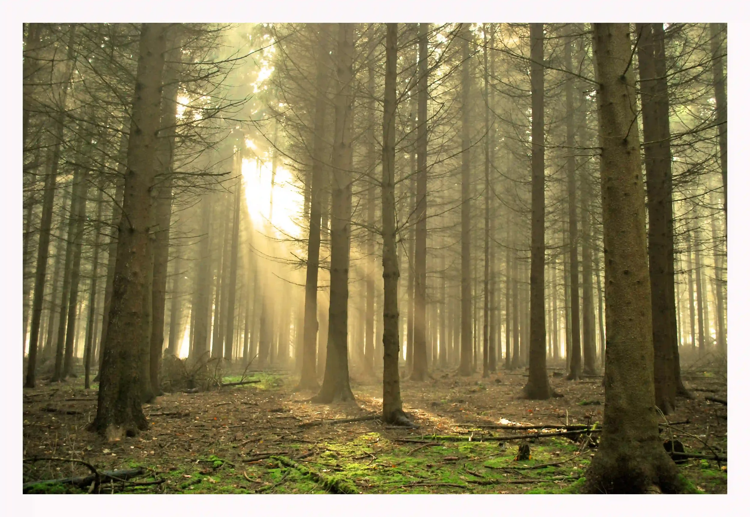 WARM WELCOMING OF STRAWBERRY GROVE
It felt like I was entering a completely different world as I left the estate to the neighbouring common.  A low winters sun warming and burning through the mist made the area so inviting and so comforting; particul