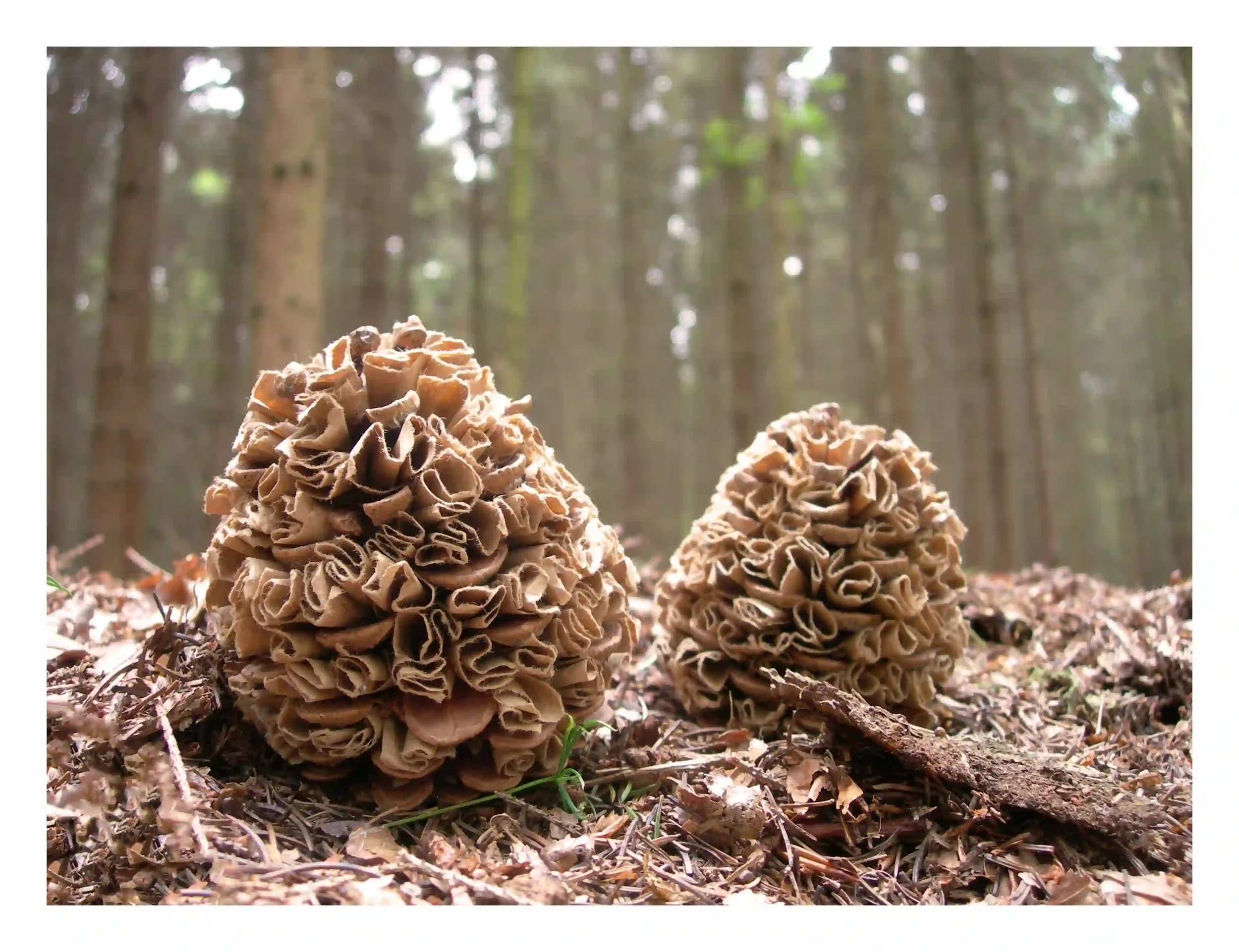 Paper curls pine cones...
Creating numerous small paper curls using recycled brown paper; these then merged with the pine cones in a manner that would respect its original form. They were not just added to fill the space; instead, the approach to cur