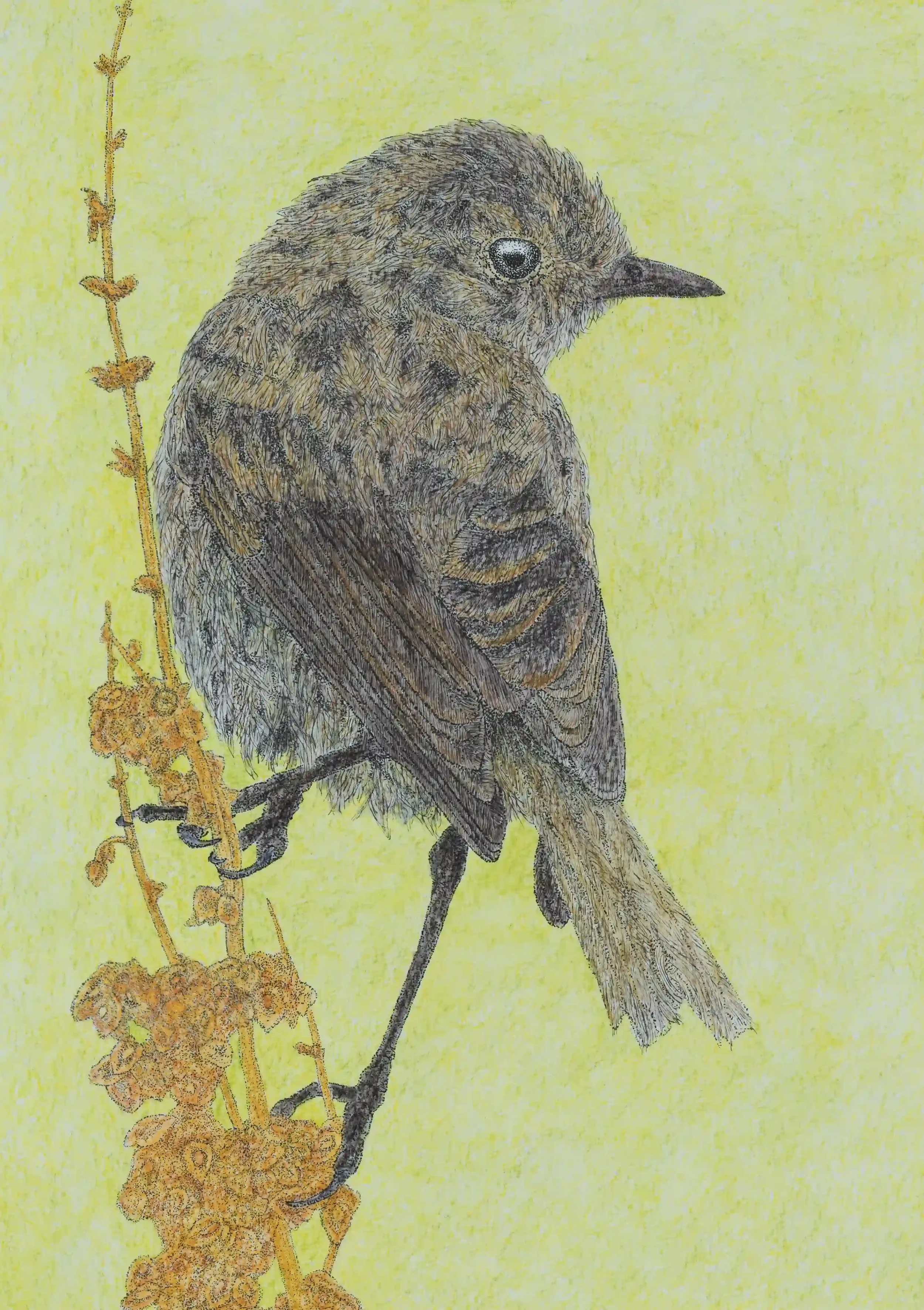 FEMALE STONECHAT; Female Stonechat amongst the warming fields along the river; these small birds were constantly moving so elegantly amongst the overgrown areas, and pretty quickly too making getting a photo in focus a game of patience and trial, but