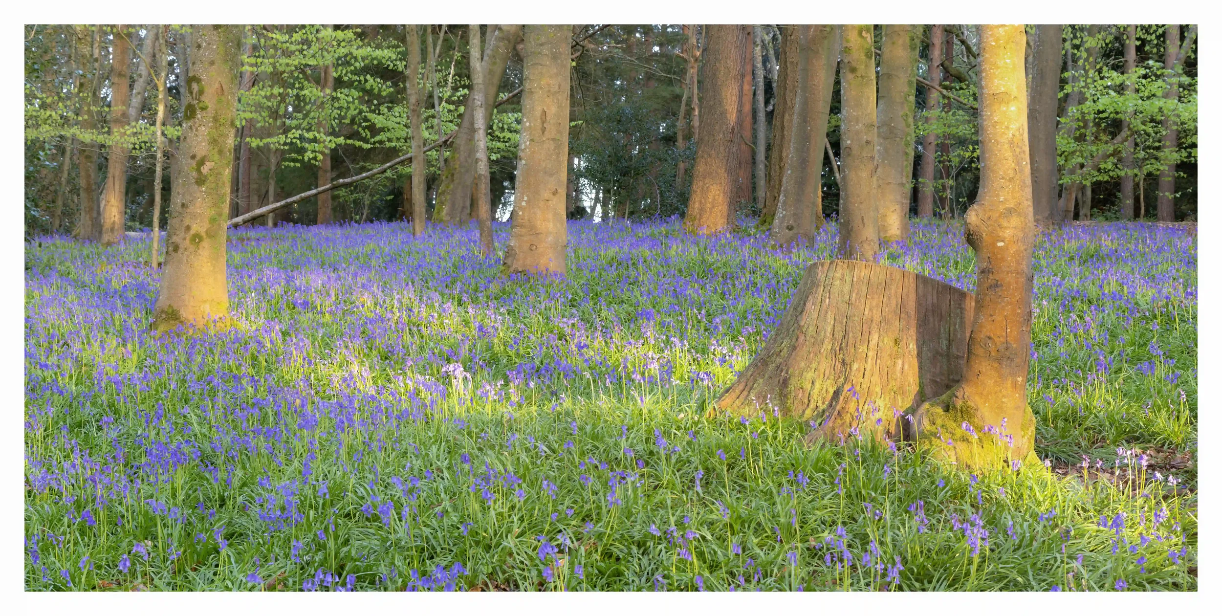 CHANTRIES CHARM
Chantry Woods, Guildford, Surrey, UK. 
Woods I have visited at different times of the year, different times of the day and even at night. I can honestly say it is a woods that I can never get bored of visiting; such character and such