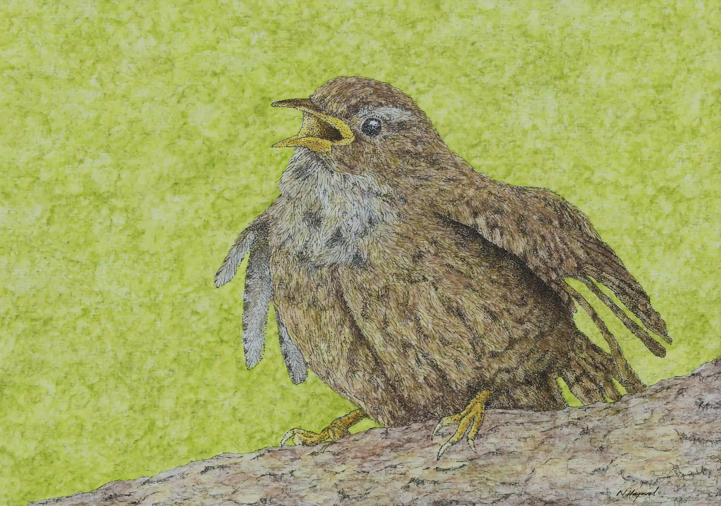 SINGING WREN; Such small birds with a beautiful high pitched singing voice and just to top that off; are able to put on a wonderful performance whilst in tune. Inspired by own photo. Fine Line pen and watercolour pencils, Original on A4 watercolour p