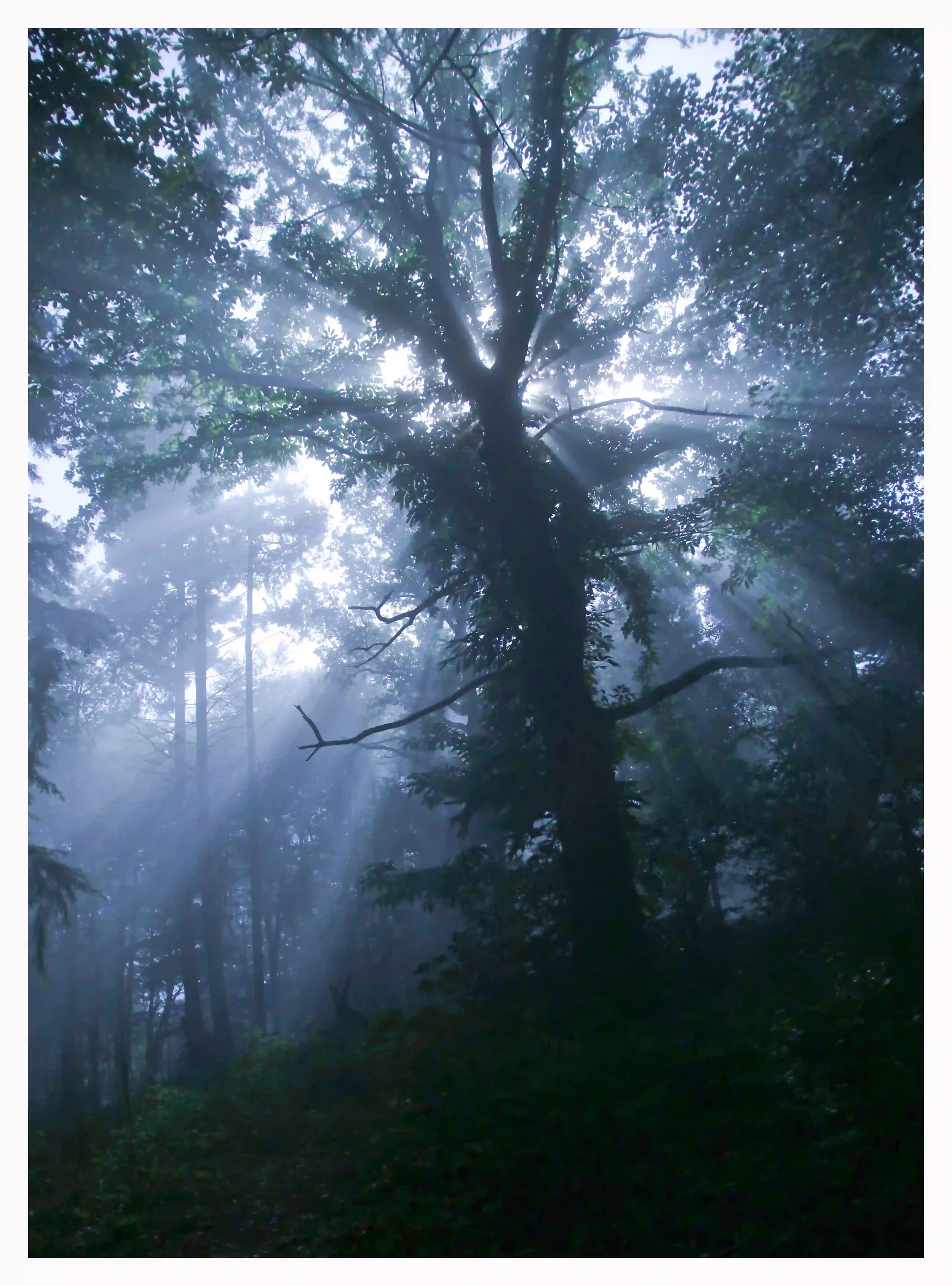 CHANTRIES WOODS MYSTERIES  Chantry Woods, Guildford, Surrey, UK. The Chantries is considered an ancient woodland and I have no doubt it is a place with many tales to tell. On this foggy night there really was quite a magical and enchanted feeling as 