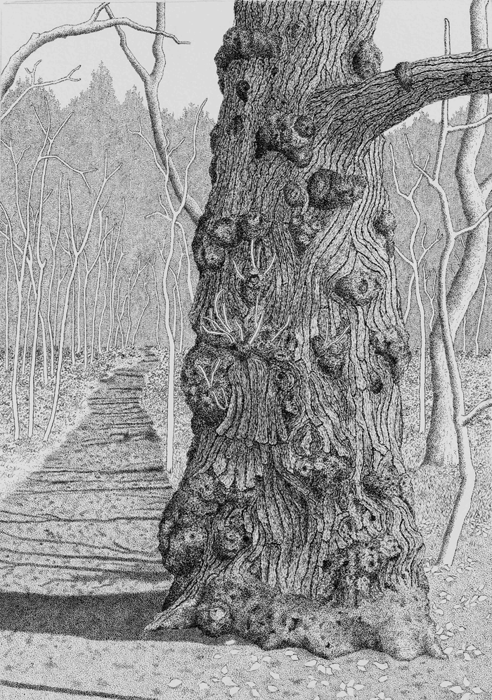 OLD SWEET CHESTNUT TREE   
Fine Line Pen on A4 watercolour paper
Location; The Chantry Woods, Guildford, Surrey, UK.
I am always so captivated by unique characteristics of trees, and if willing to look deep enough; how each tree is individual in its 