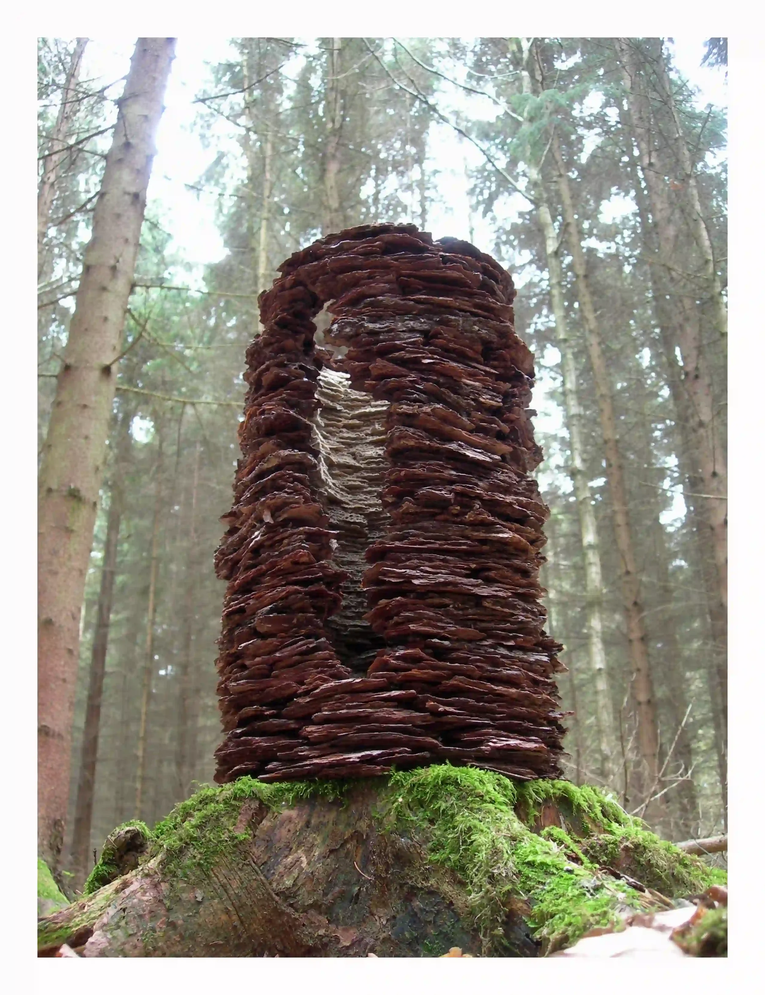 Bark and card tree stump sculpture...
Found bark that had been reconstructed in a shape that respected its original form and how the material could obtain its structure. The inside was layered with torn shreds of card; acknowledging that the shape of