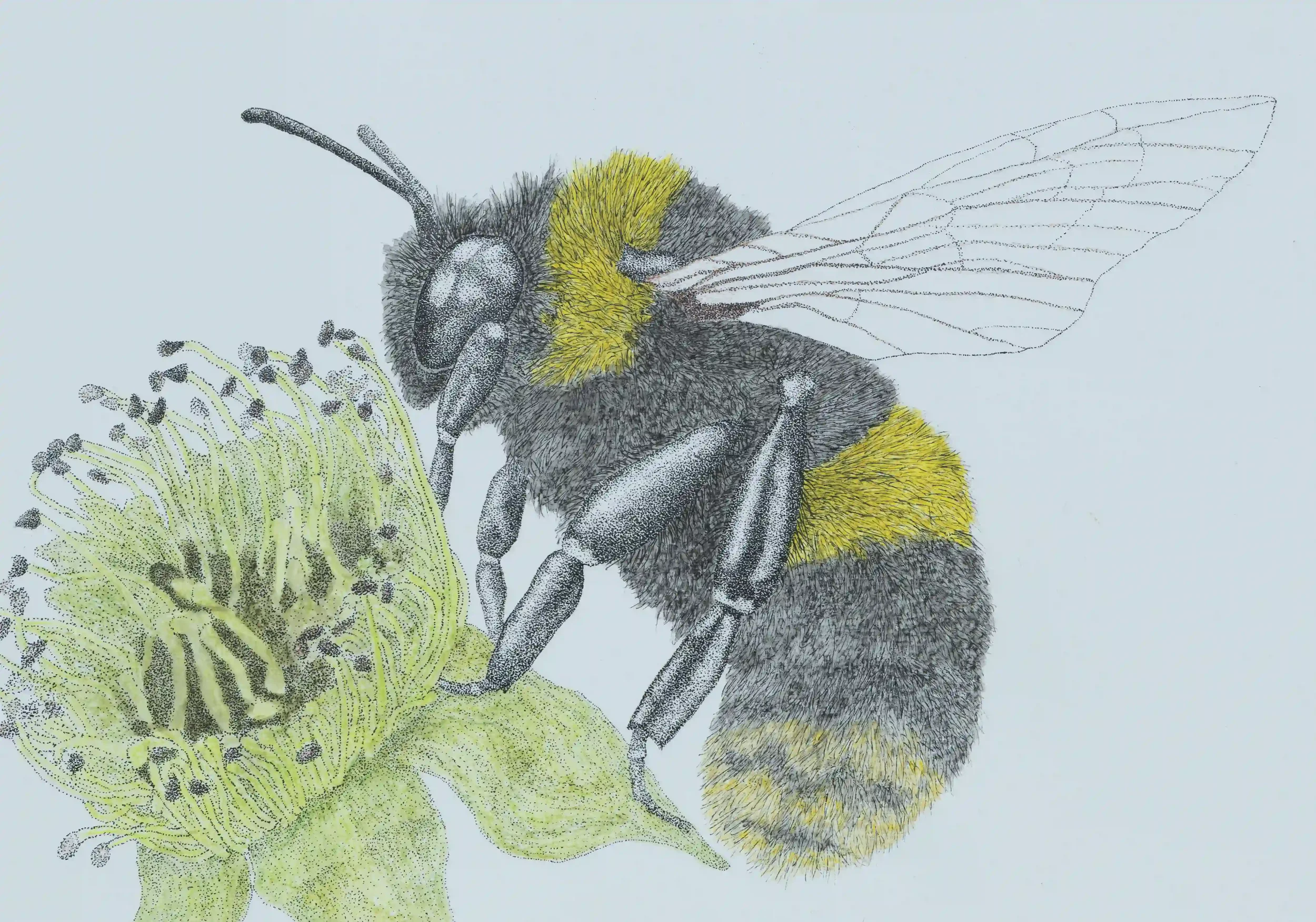 BUMBLEBEE; Look closely at a beautiful bumblebee; you begin to appreciate the fine details of them and just how delicate they are. I also began to realise just how fragile they can be too. Inspired by my own photo. Fine Line pen and watercolour penci