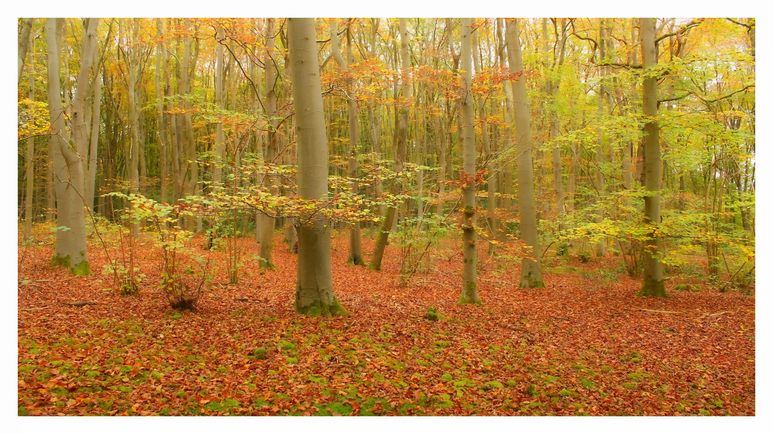 VIBRANT STRAWBERRY GROVE
Despite being a light grey cloudy morning; the stunning display of warm autumn colours in these small woodlands appeared to just bring the environment to life in such a vibrant and welcoming way. Despite the neighbouring and 