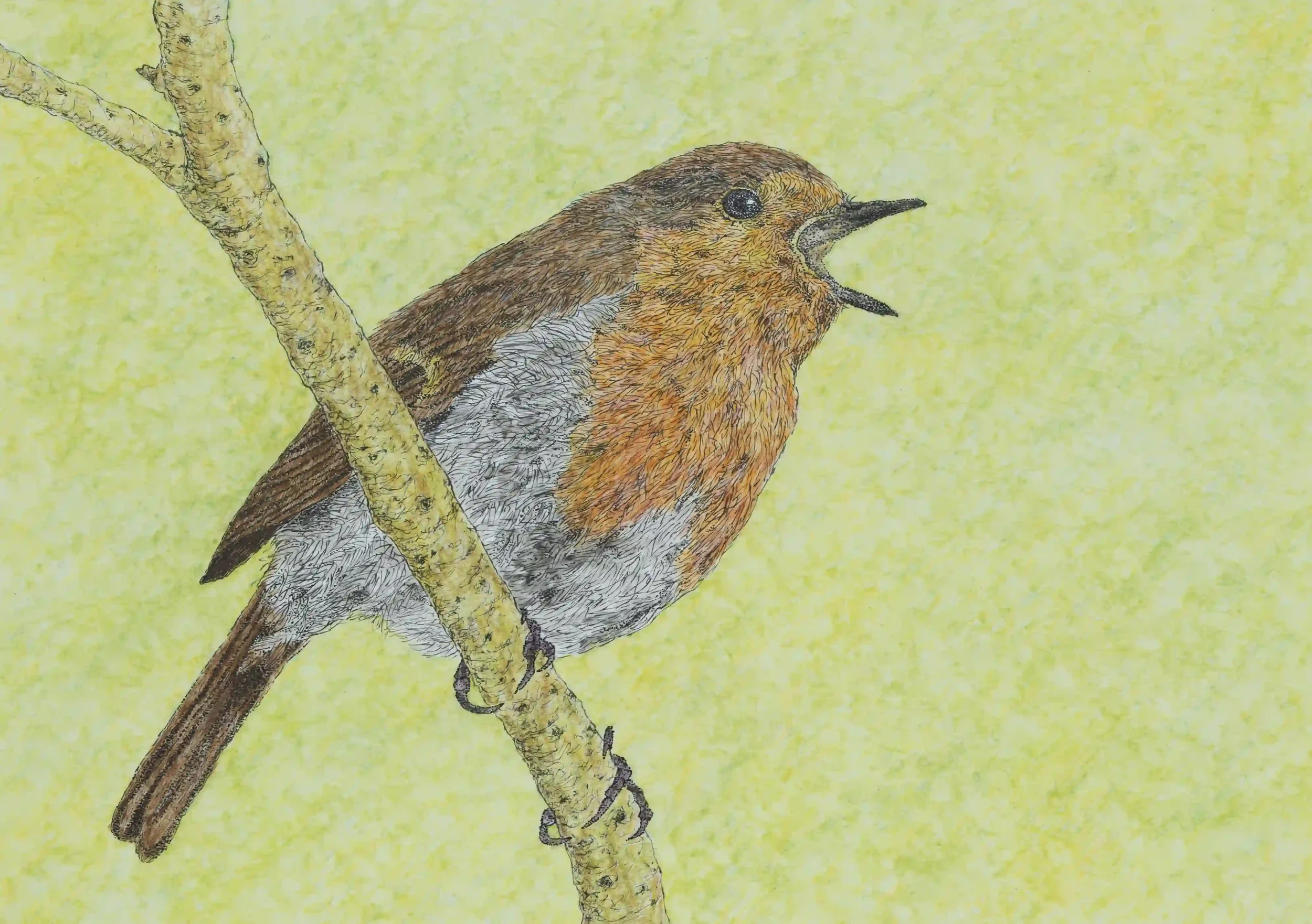 Birds