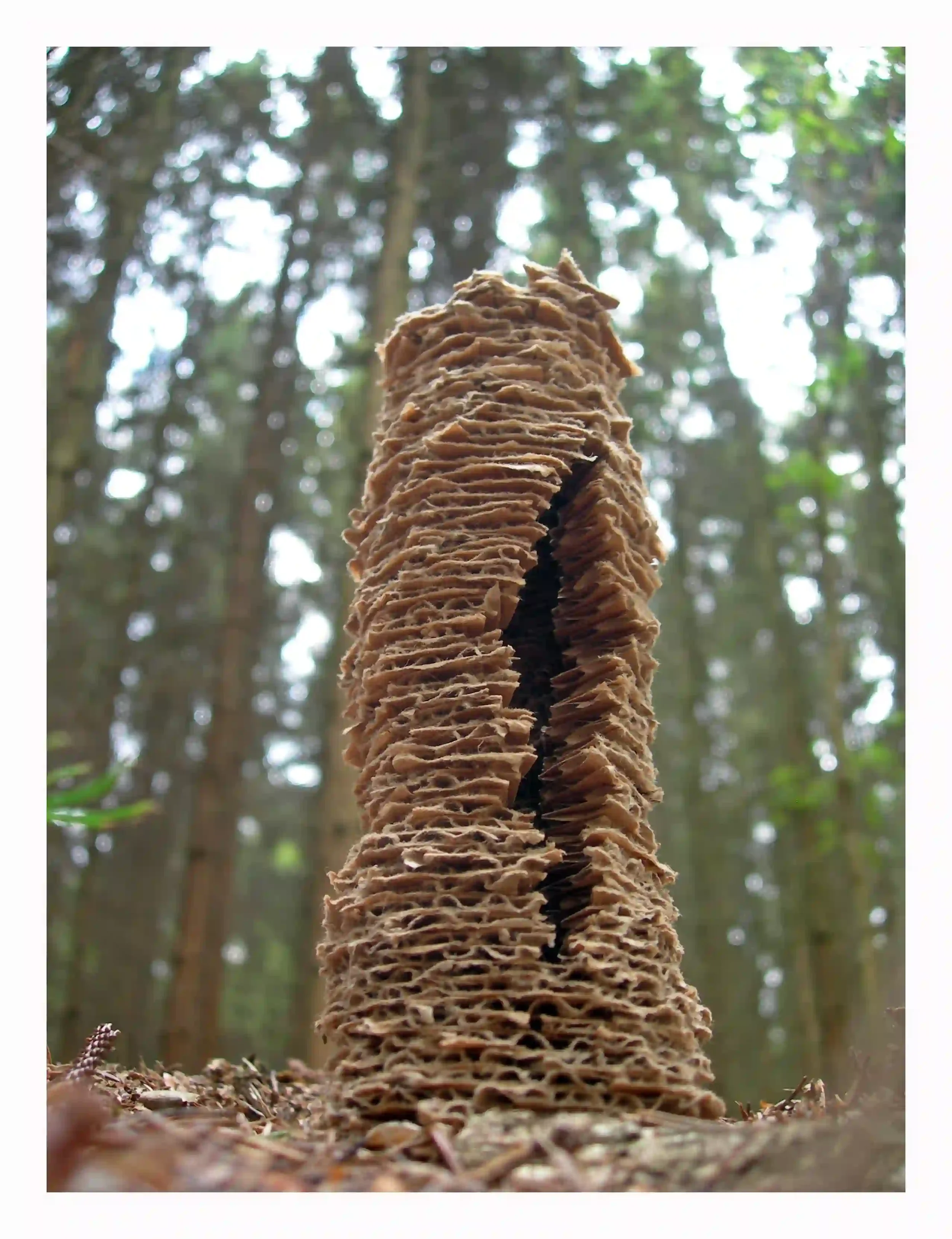 Card tree....
Card is a material that uses trees; so, I explored the idea of breaking the card down and trying to create a form that shared a link with the natural material it comes from. Taken back out and photographed in the landscape in attempt to