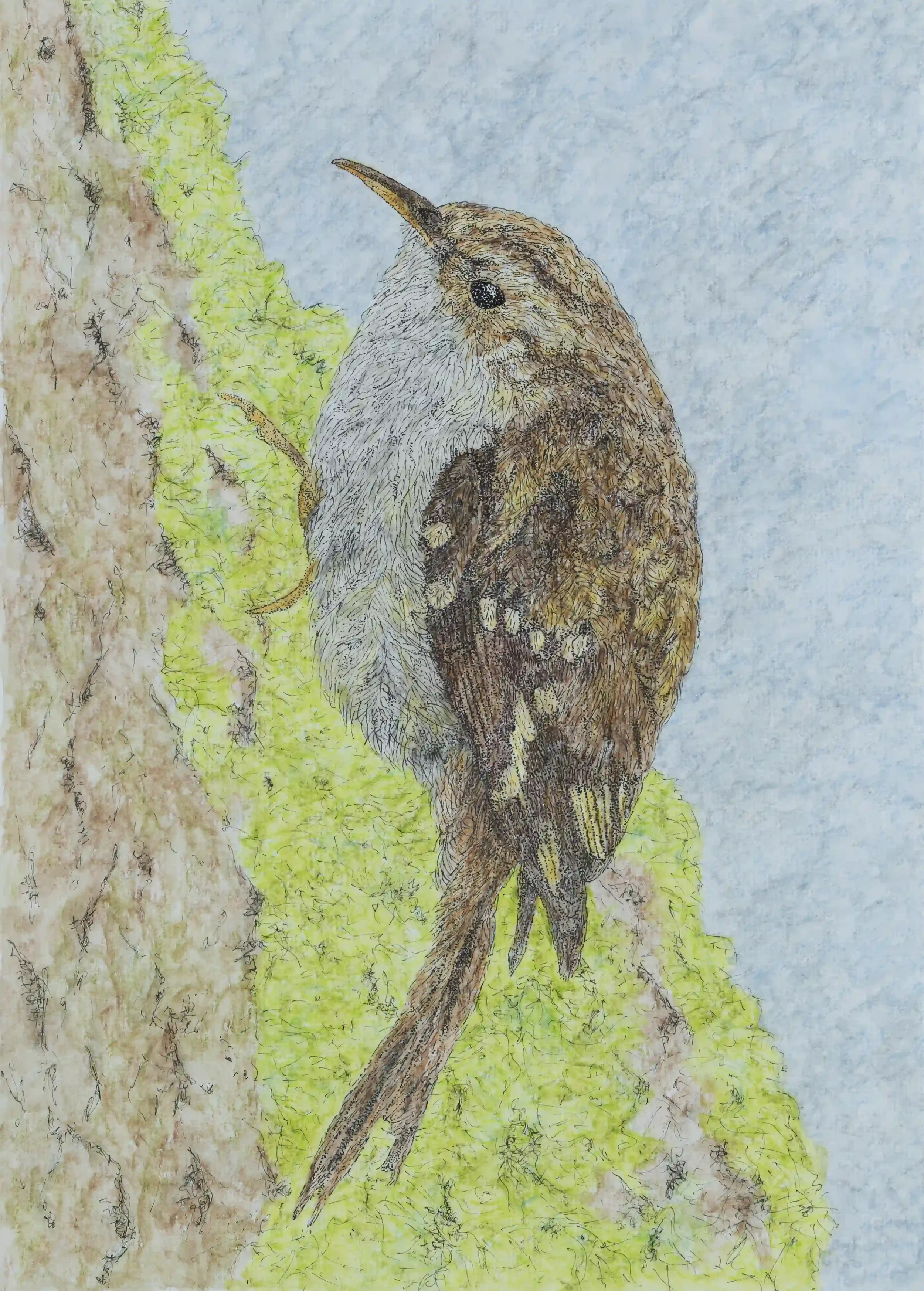 TREE CREEPER; As I sat by the boggy area with my eyes continuously scanning round to see what I could see…. Suddenly, this small beautiful bird was climbing up and around a decaying tree stump; so fast and continuously moving, almost as if performing