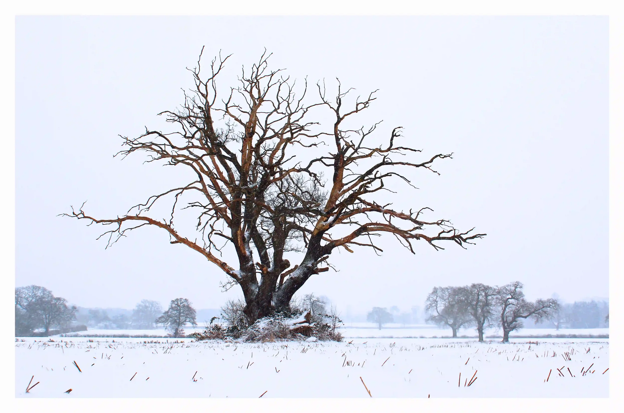 SNOW TREE
Snow had continued to fall as this tree with true character seemed as if it was reaching out of the settled snow upon the fields. 
Guildford, Surrey, UK.
