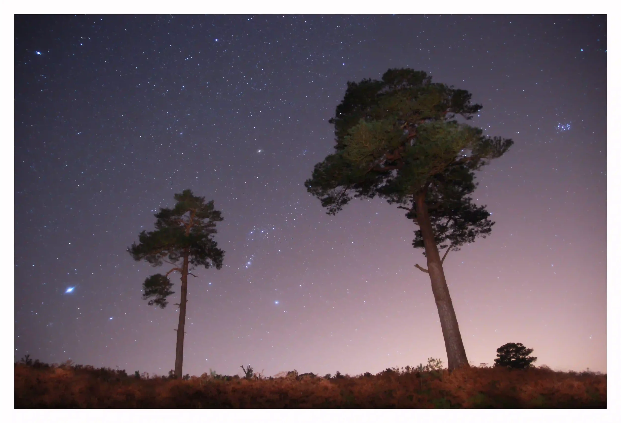 LOOKING UP
These two isolated pine trees just looked as they were reaching for the magic of the universe; a world beyond the one they were currently on or trying to make contact with the well-known Orion constellation. 
On a personal note; this was a