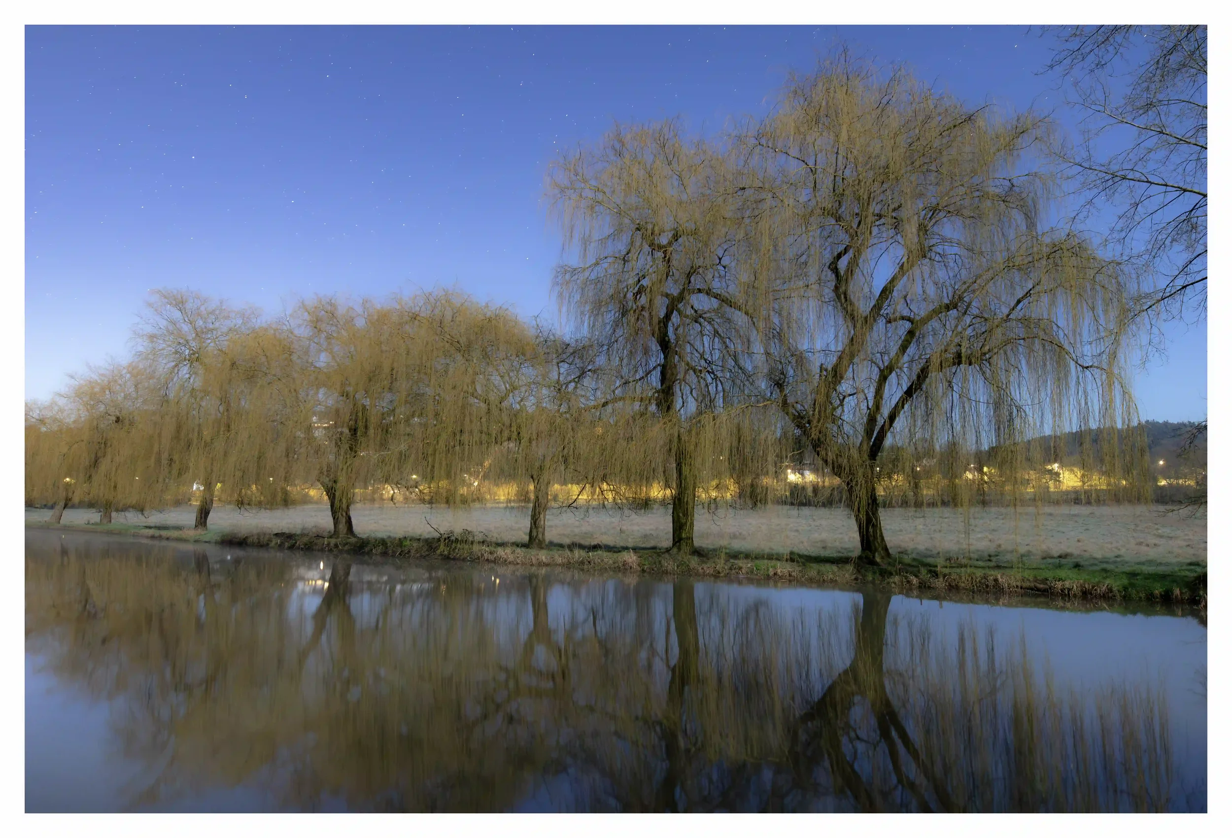 WEEPING WONDROUSLY UNDER MOONLIGHT
River Wey, Guildford, Surrey, UK.
On this fresh moonlit night my eyes were caught by the line off willow trees; all looked as they were in rhythm and performing a dance along the banks of the river. Nature has this 