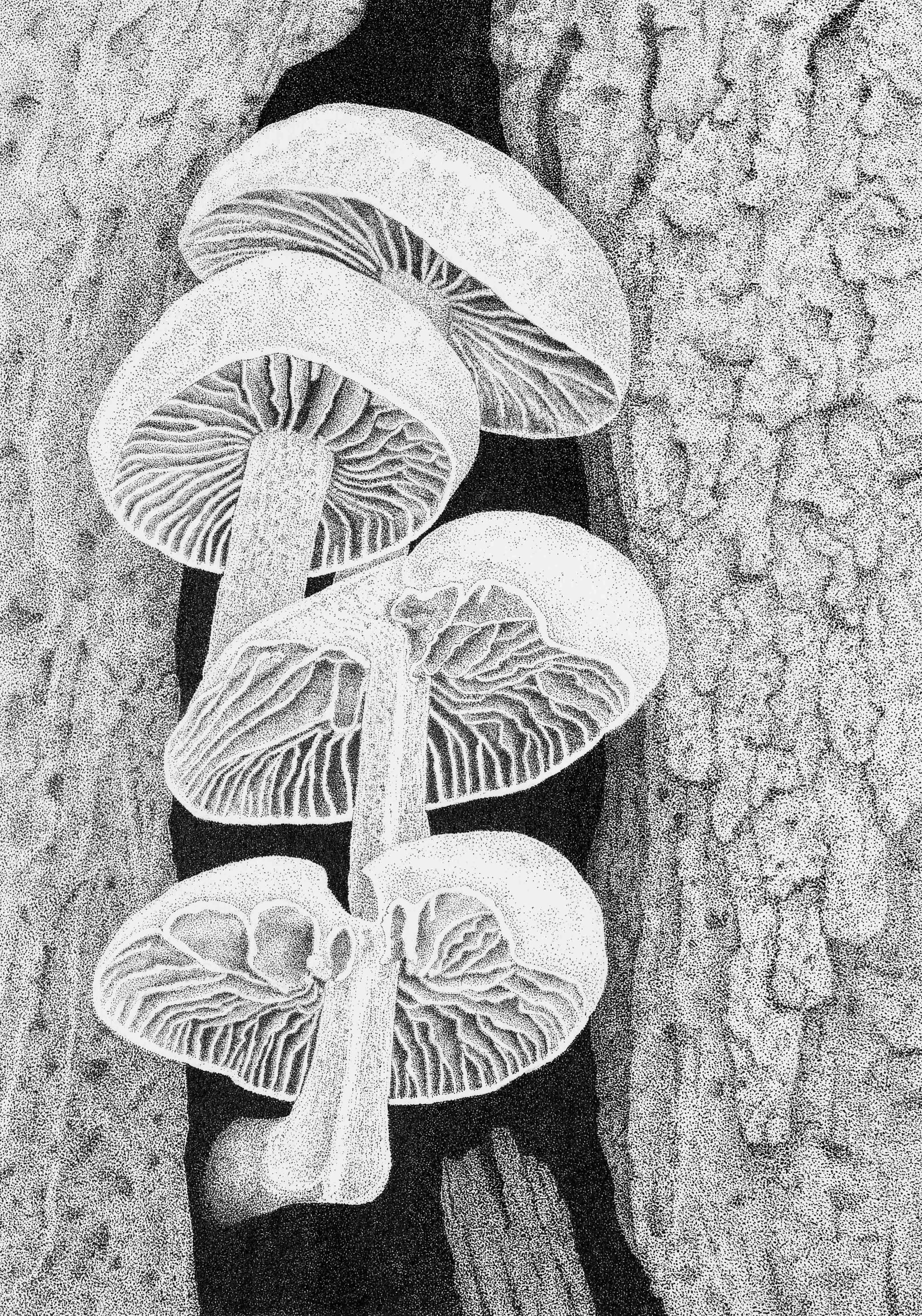 BALANCE IN NATURE...
Look closely and I see such unique individual character of the fungi, an important role it plays in the balance to natural processes that happen in the woodlands.
Fine Line Pens, Inks, Original on A4 watercolour paper
Inspired by
