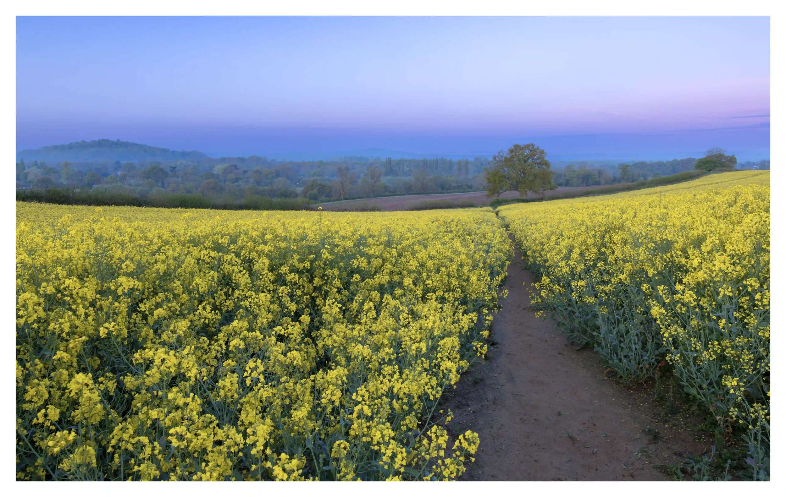 QUIETUDE OF THE CHANTRIES
Chantry Woods, Guildford, Surrey, UK. 
So close to town yet can seem so far when allowing ourselves to be absorbed by nature. I was here before the sun had begun to rise; traffic noise levels still quiet and very few people 