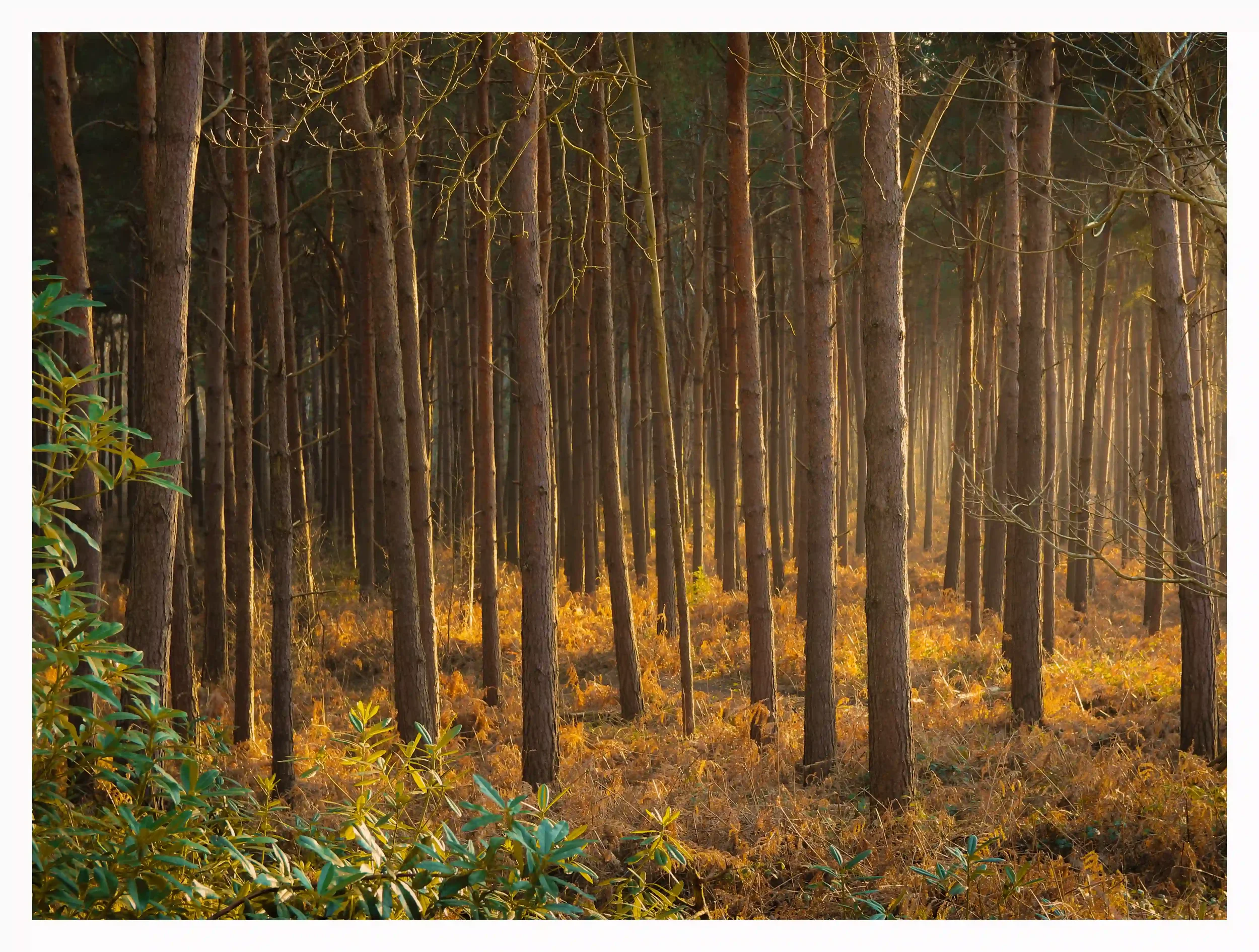 WARMING INVITATION
Nature can have this amazing way of feeling so inviting; soothed by the sounds of singing birds and a warming welcome by the low sunlight penetrating and illuminating the woodlands.  The colours produced by nature can become so uni