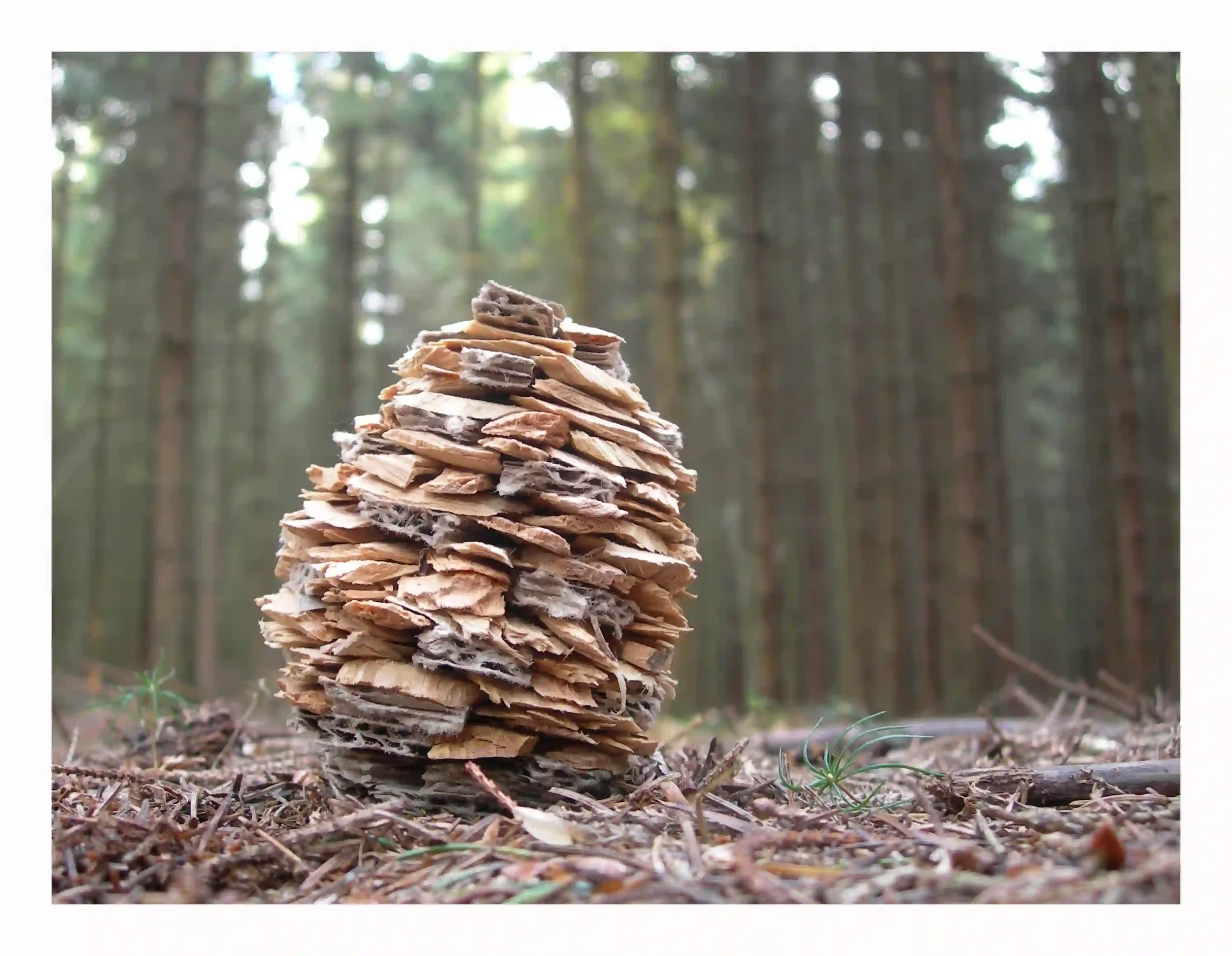 Woodchip Cone...
Was so intrigued by the simple shape of pine cones. Using card and small sections of wood chips to layer and reform a simple natural shape.
