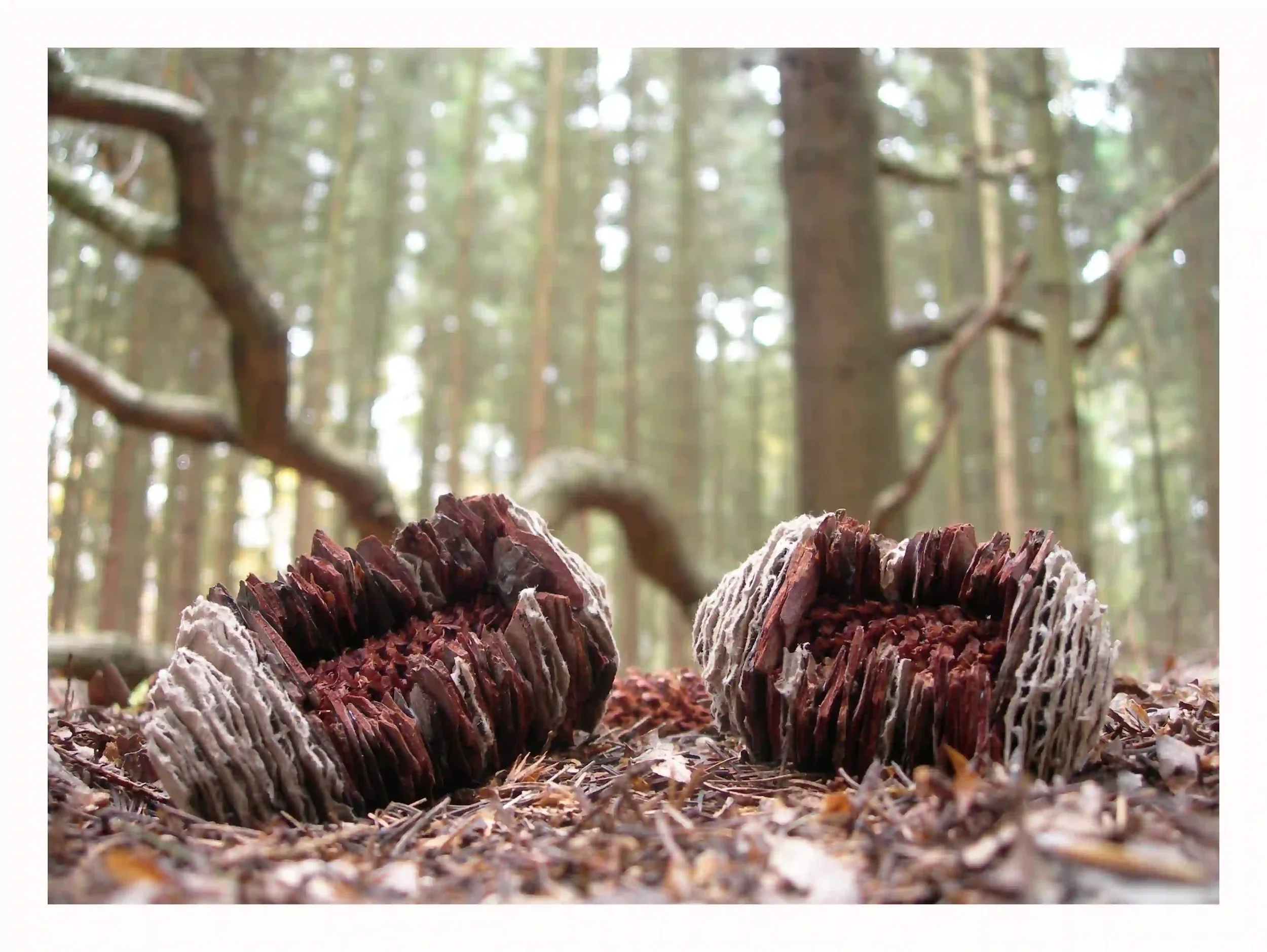 Bark pinecone shell...
Pine cones themselves being such a big part of trees natural cycle; releasing seeds of pine trees. Acknowledging and respecting the character in the form of small seed sculptures. When photographed on site; they truly felt at h