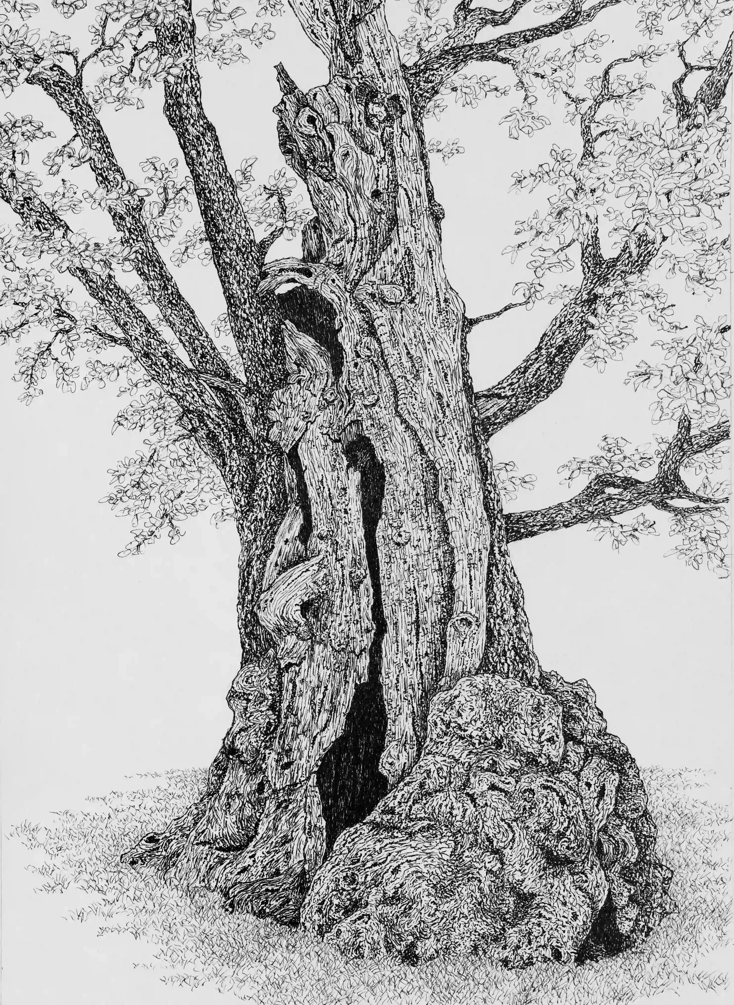 TREE WITH CHARACTER   
Fine line pen on A4 watercolour paper.
Inspired by my own photo from Petworth Park, Petworth, West Sussex
Age with trees can also create and form such beauty. Characteristics formed by natural processes and time have such a uni