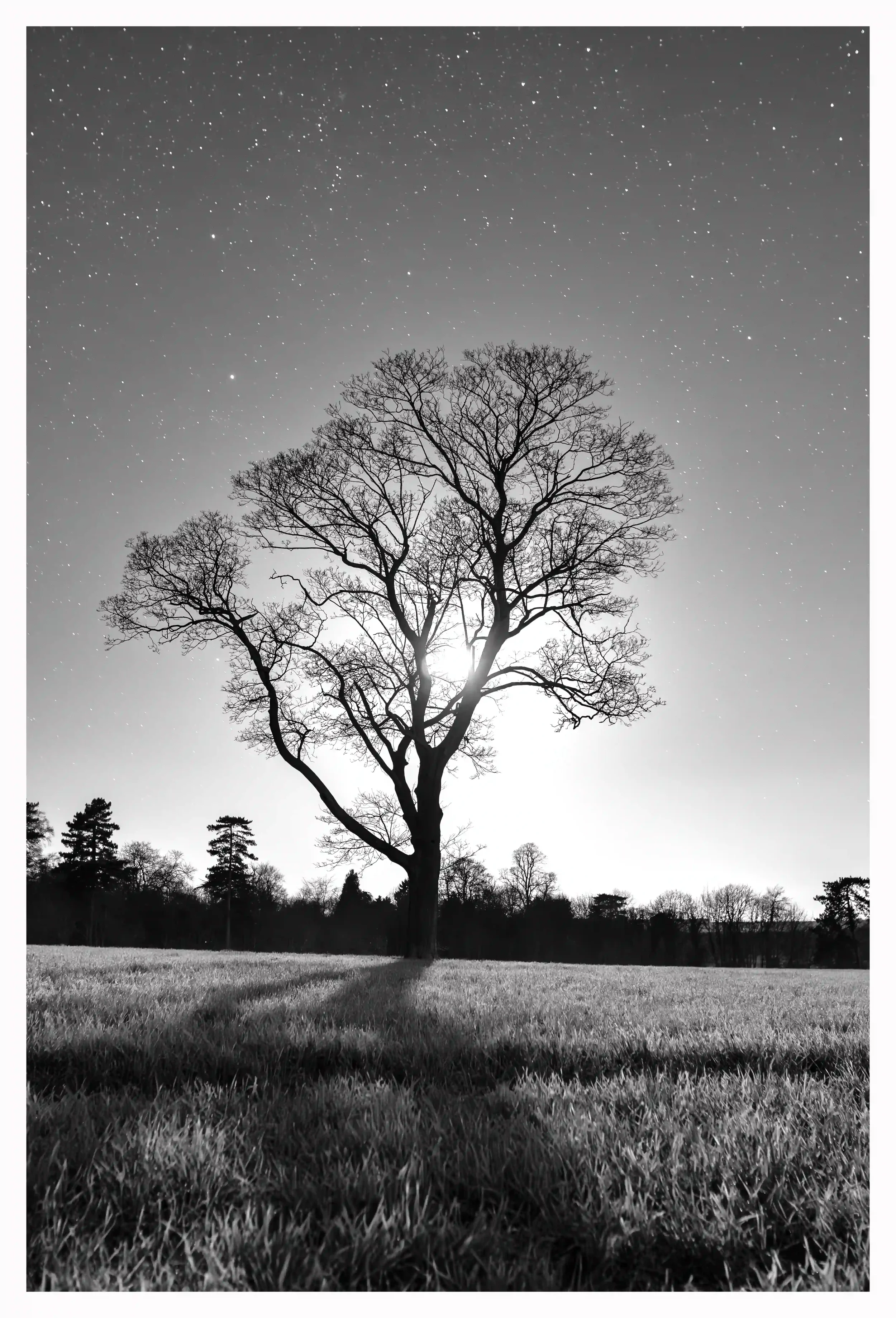 MOON BEHIND COMMON FIELD TREE
Drawn in by the shadows created by moon light, where it even appears if it is an eye of the tree itself, branching, reaching for the night sky. It may be considered a common, but really can offer so much imaginative beau