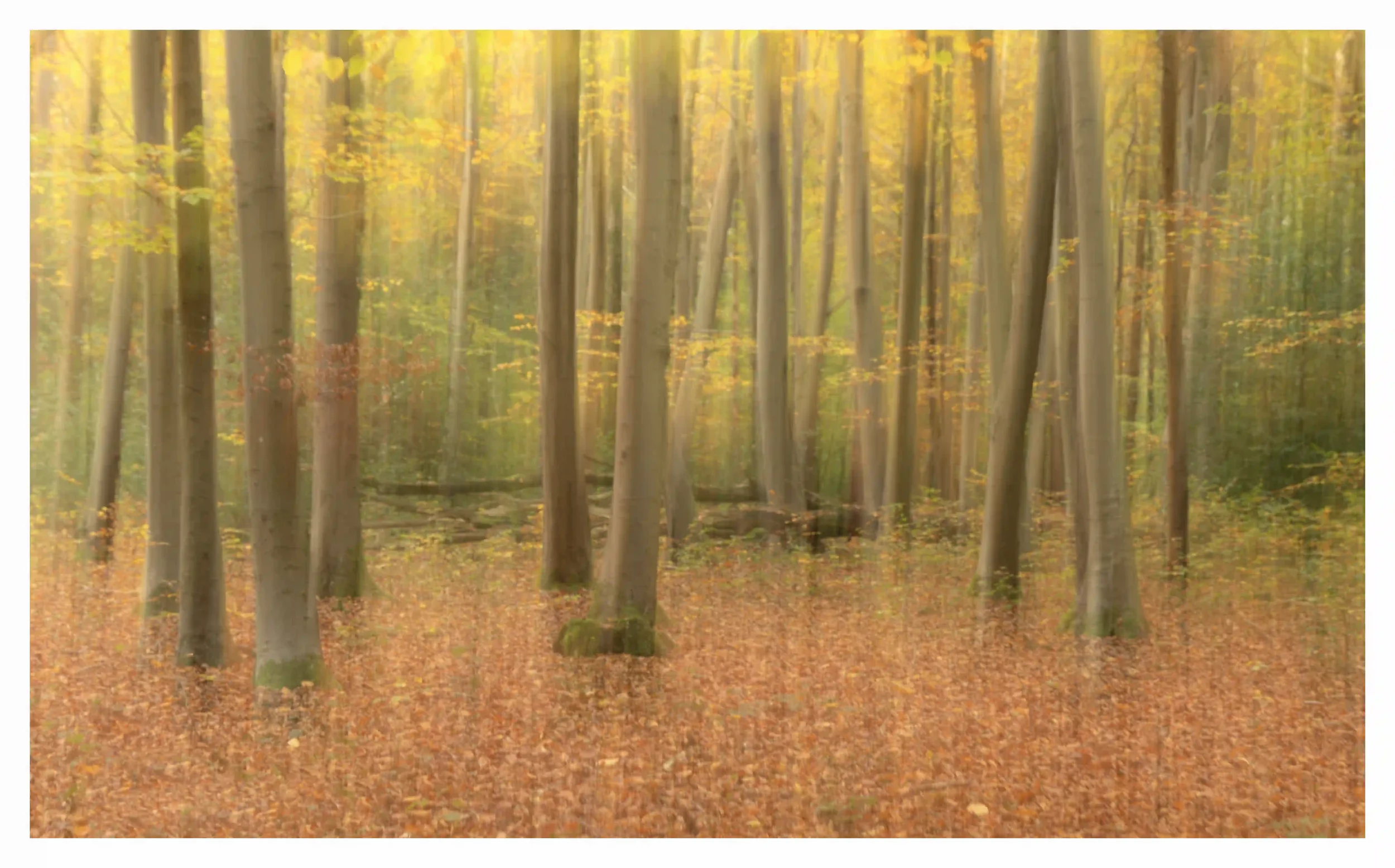 SUDDEN AUTUMN COLOUR RUSH
During autumn our landscape has an amazing ability to put on a stunning performance of warm and vibrant visual colours, even on grey cloudy days. It shall always remind us that nature, even life itself is in a constant state