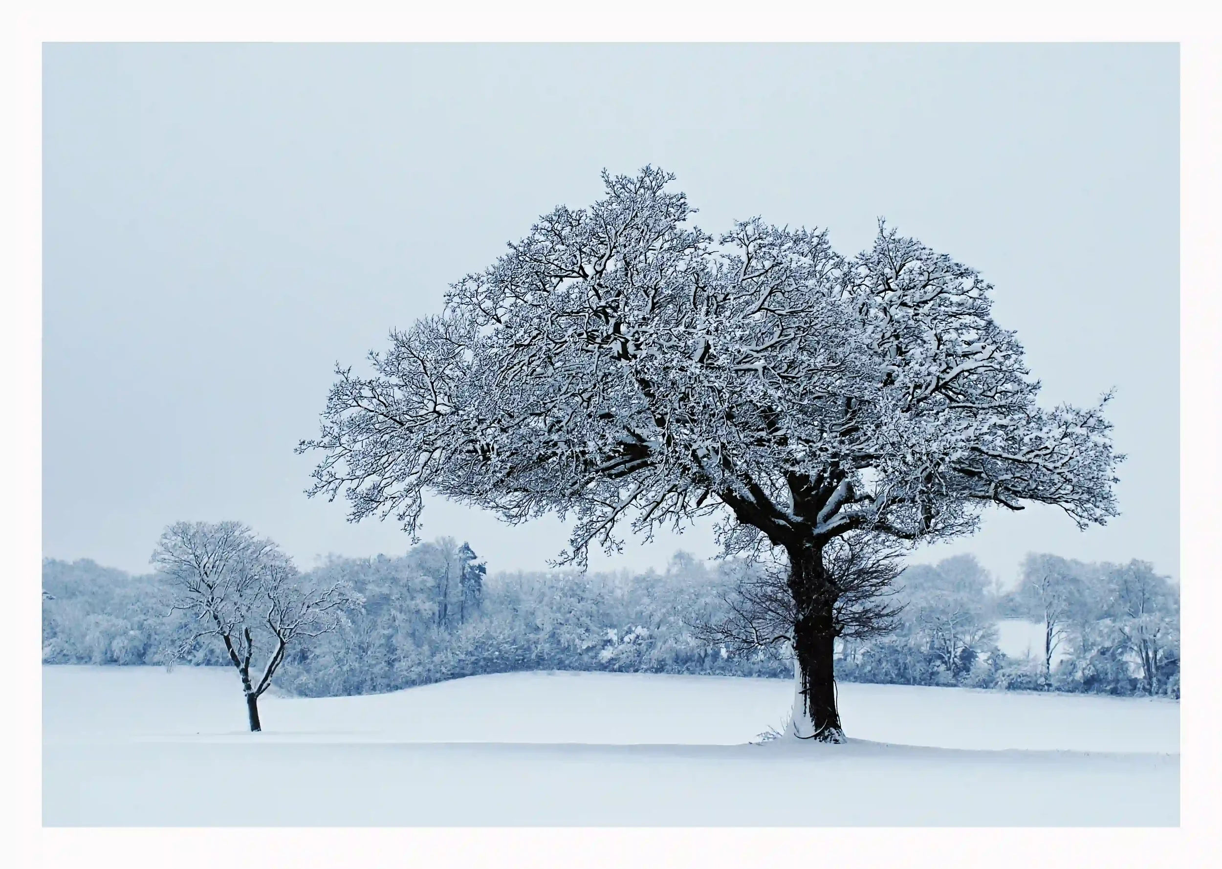 SNOW TREE 2
Thick snow has recently been quite rare here; yet on this occasion was different. Fields became deeply blanketed by thick snow in a true character of winter. 
Guildford, Surrey, UK.
