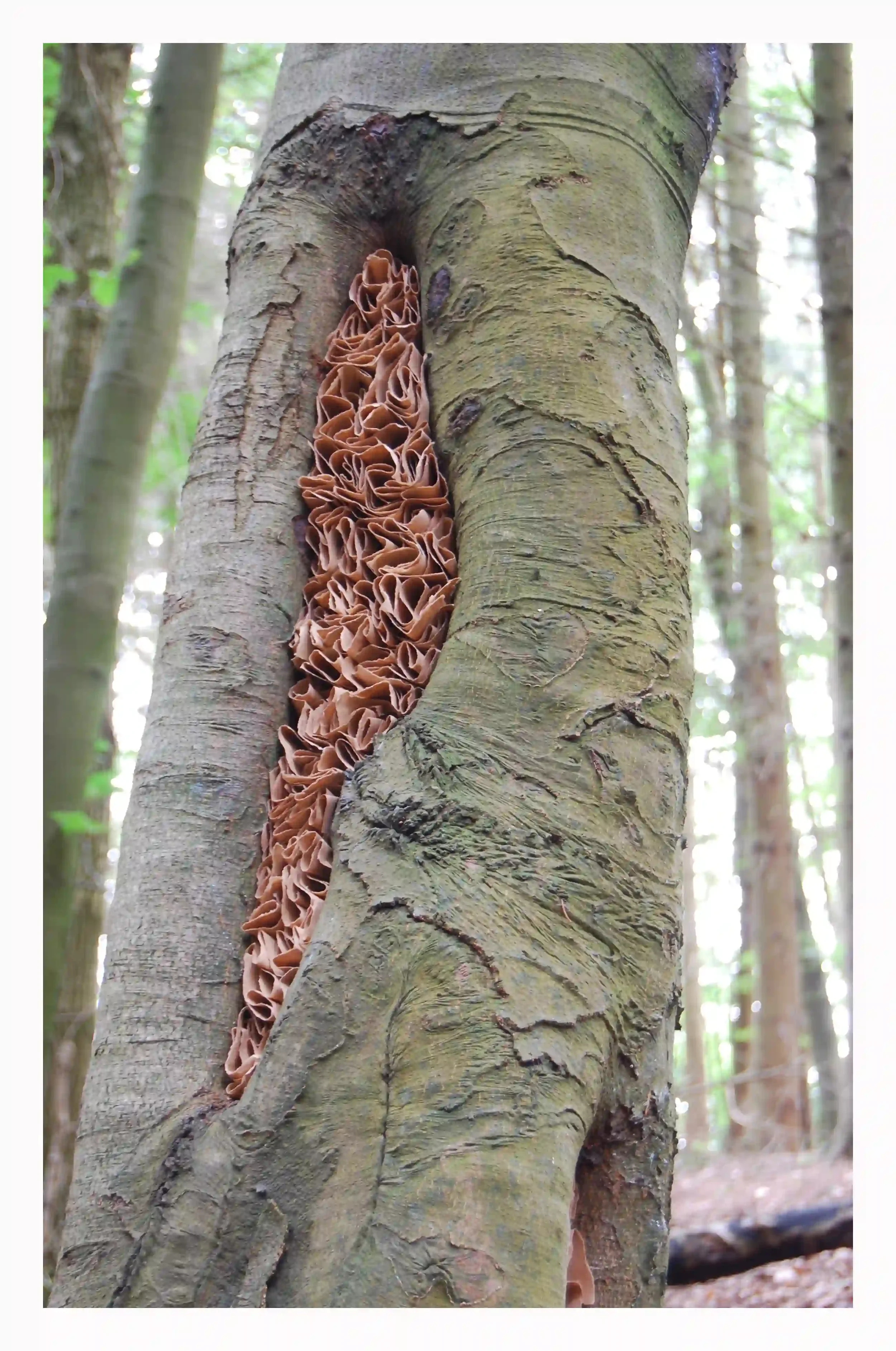 paper curls in tree#2## copyWEB FILE.webp