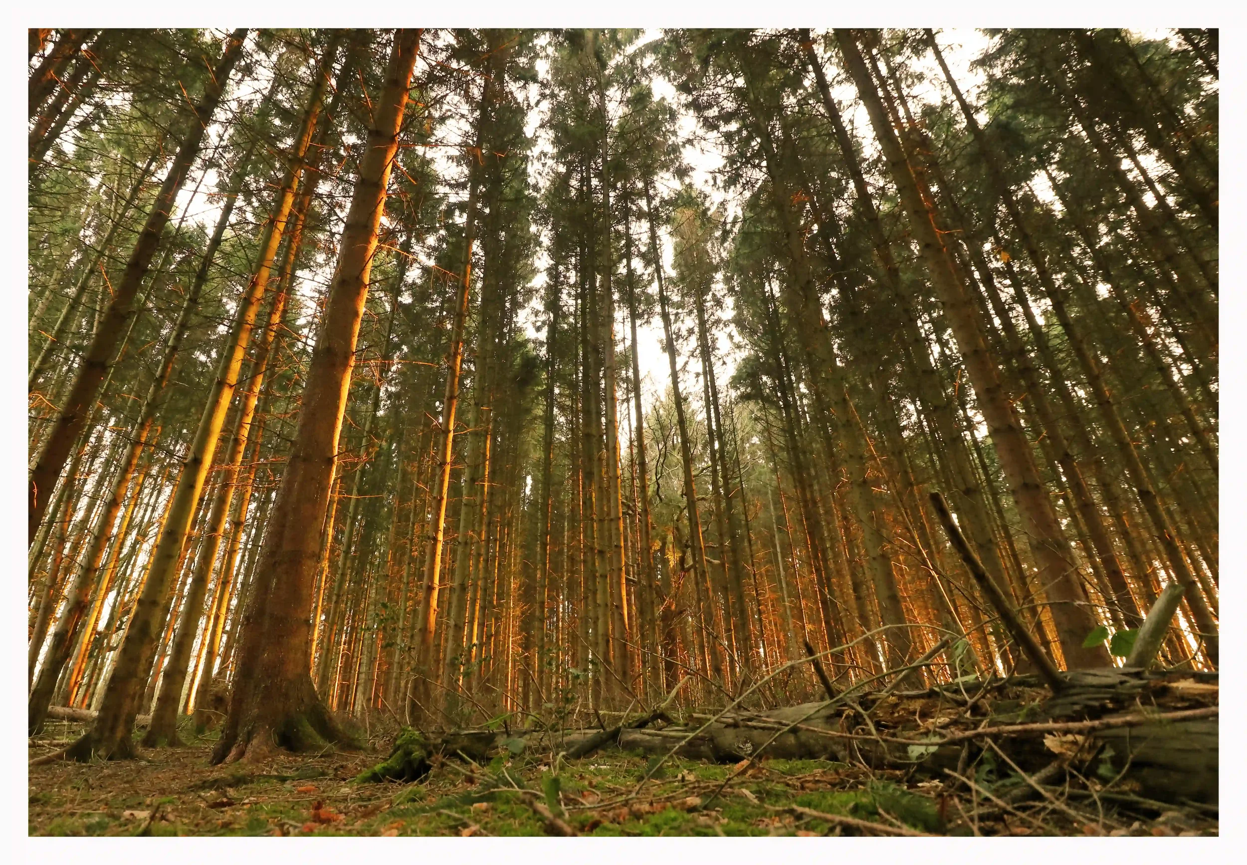 AN INVITATIONAL BRIEF MOMENT
During the day the evergreen tree canopy only lets varied small sections of sunlight through yet for a very short period of time prior to sunset the character of these woods completely changes. The lower parts of the tree