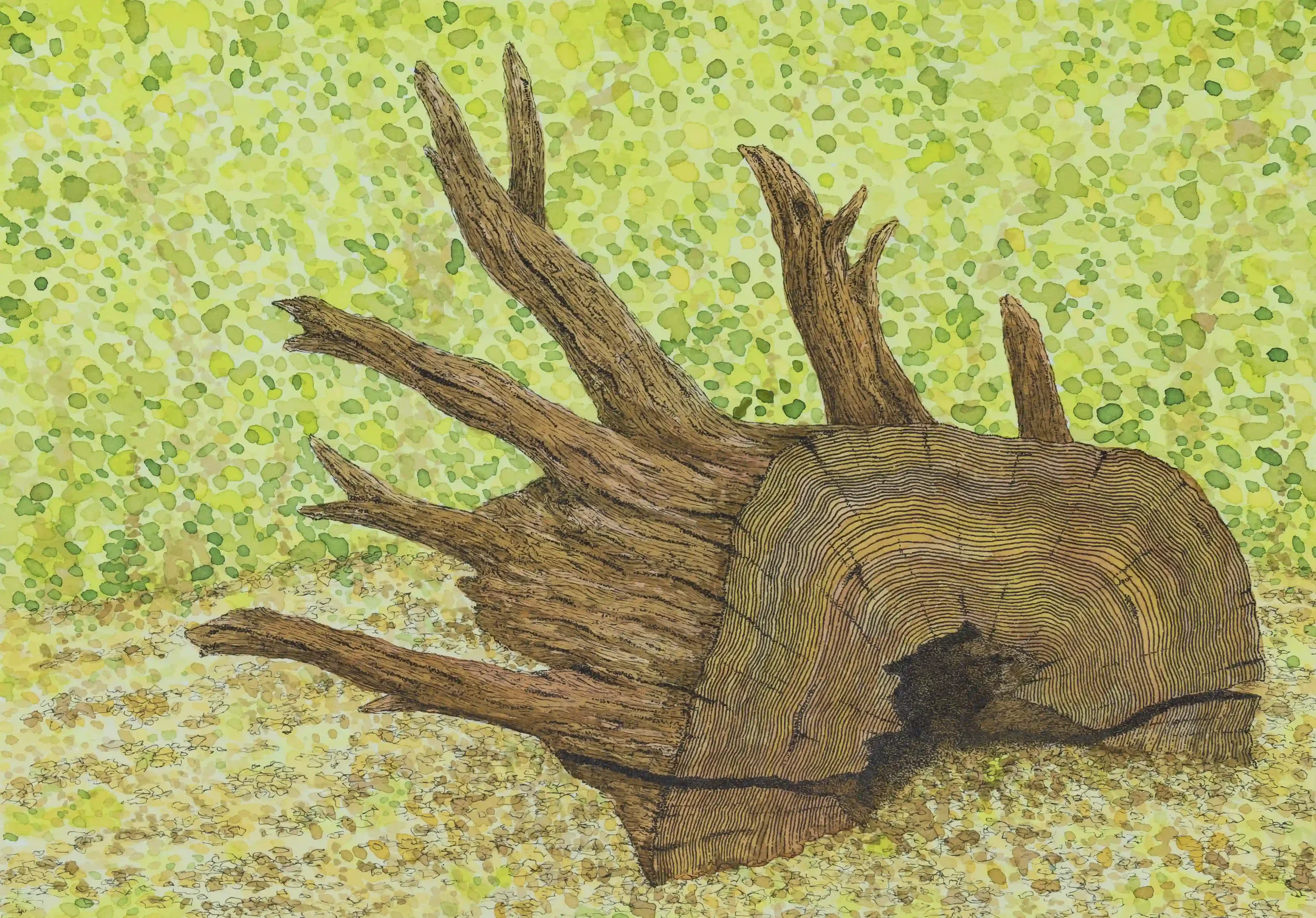 CHARACTER WITH AGE   
Fine Line pens and Inks, Original on A4 watercolour paper.
Location; The Chantry Woods, Guildford, Surrey, UK.
When I am out in nature; I am always looking at things in depth and things that can easily go un noticed. Connect dee