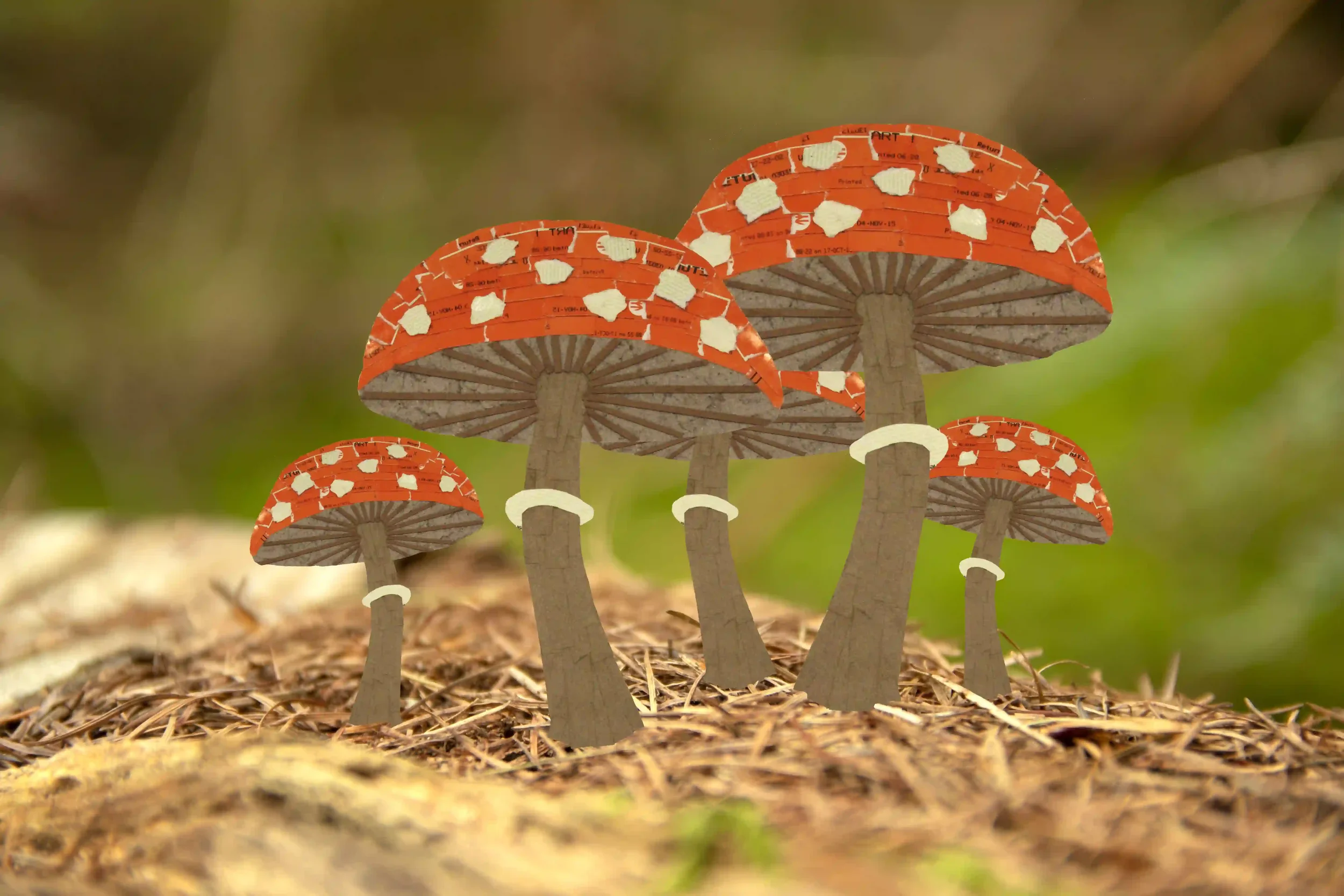 Thrive In Autumn...
Autumn is a wonderful time of year. Beautiful warm and vibrant colours as leaves begin to change as I look up and around the tree canopy, and when I stop to look closely down upon the ground; many different fungi types grow. Vario