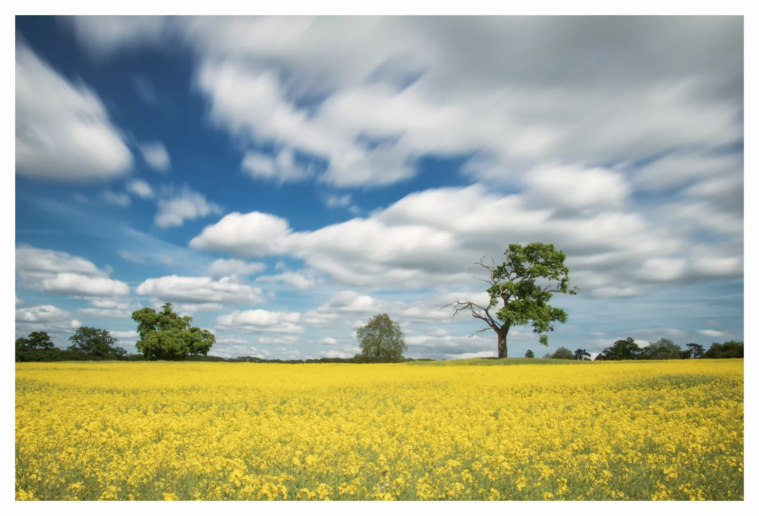 STANDING ALONE
An oak tree that was standing firmly against the natural energy of a vibrant spring field and the continuous movement of the fluffy clouds in the sky; almost like the tree itself was just watching the world go by. Amazing how strong so