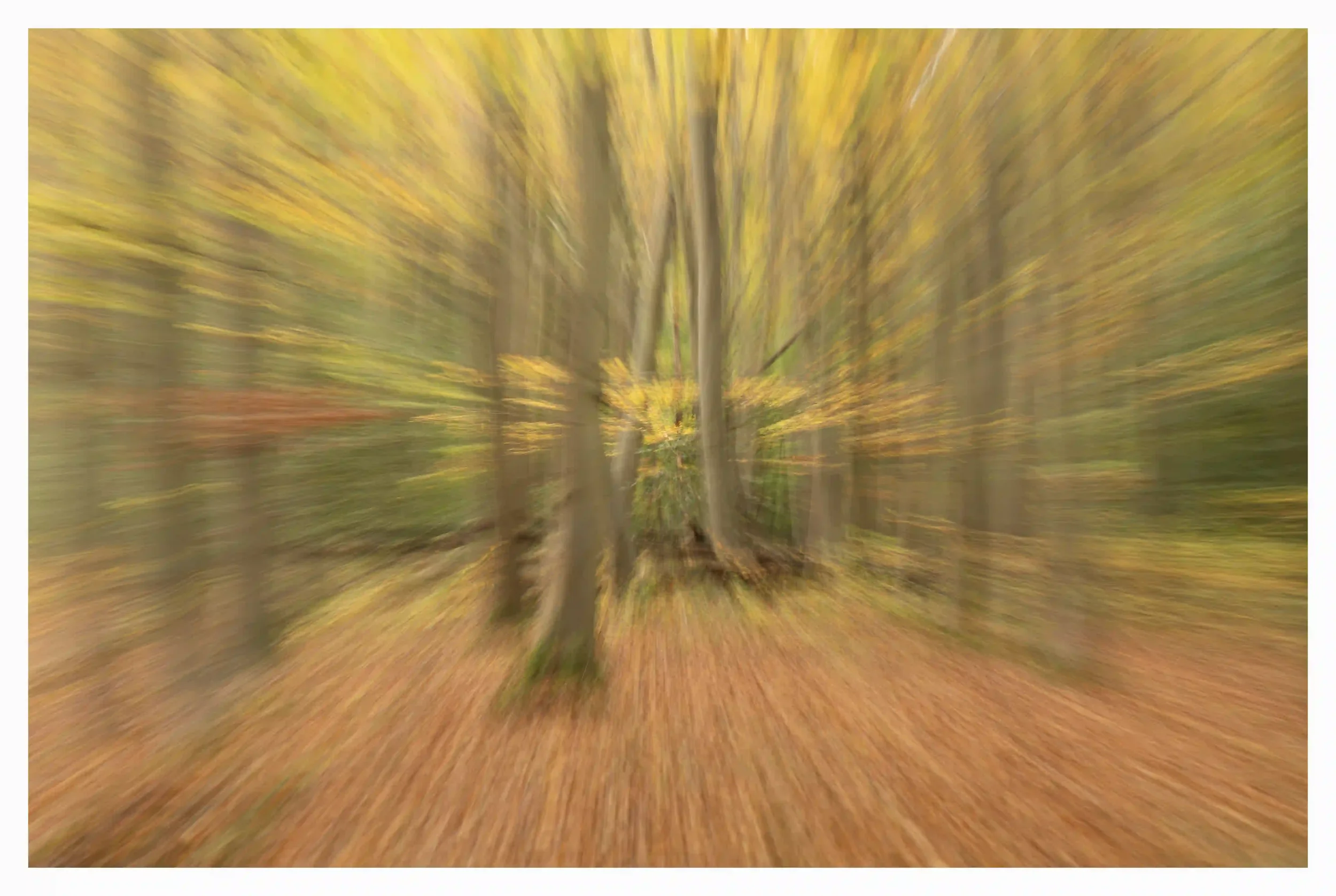 ABSORBED
The landscape has an amazing way of completely absorbing the body and soul when you allow yourself to be completely connected to nature. Using ICM intentional camera movement) to physically and visually express the pure vibrancy within this 