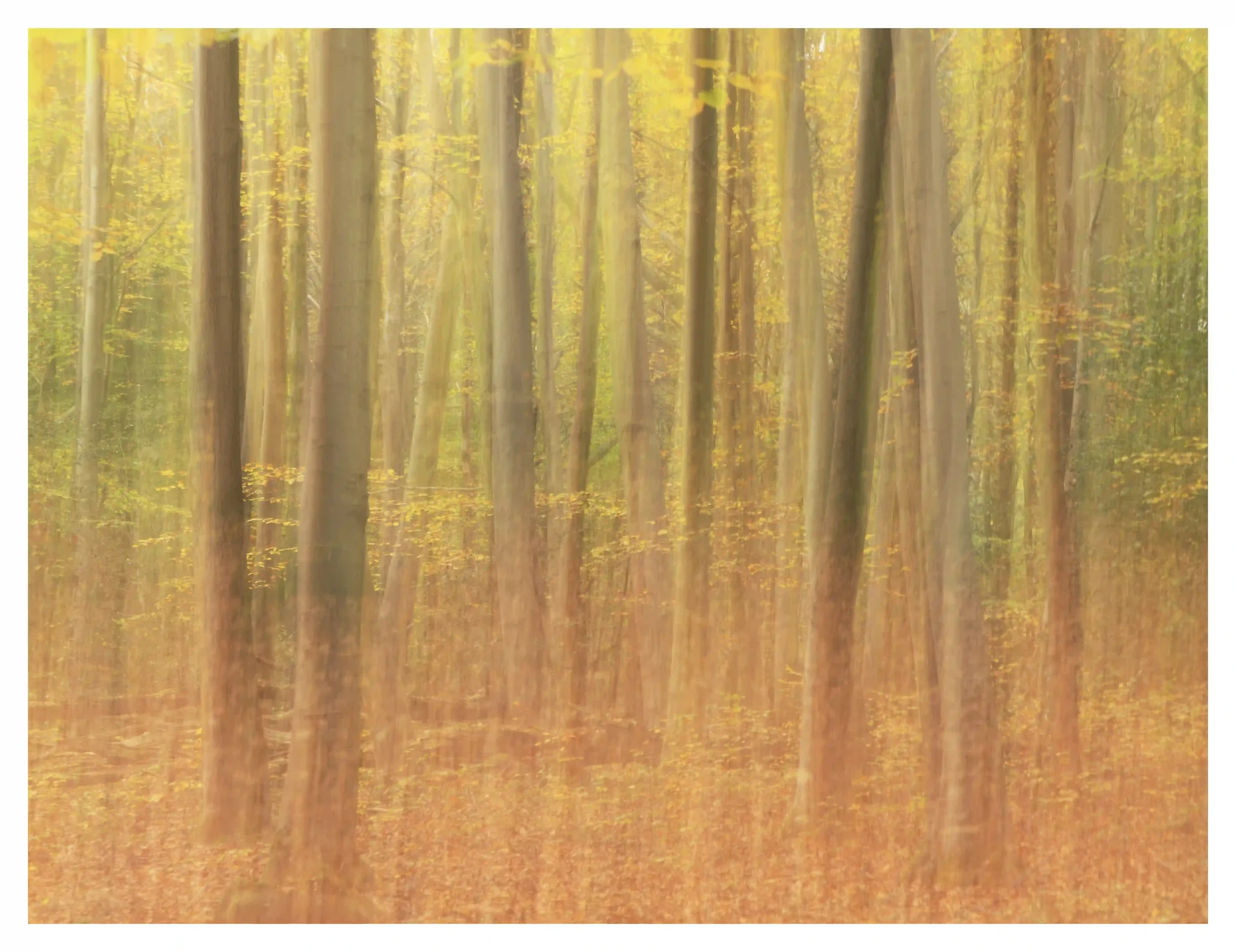 A BURST OF VIBRANCY
Amazed by how the stunning autumn colours can make the landscape and myself feel warm and full of energy. Using ICM intentional camera movement) to physically and visually express the power and vibrancy within this small woodland.