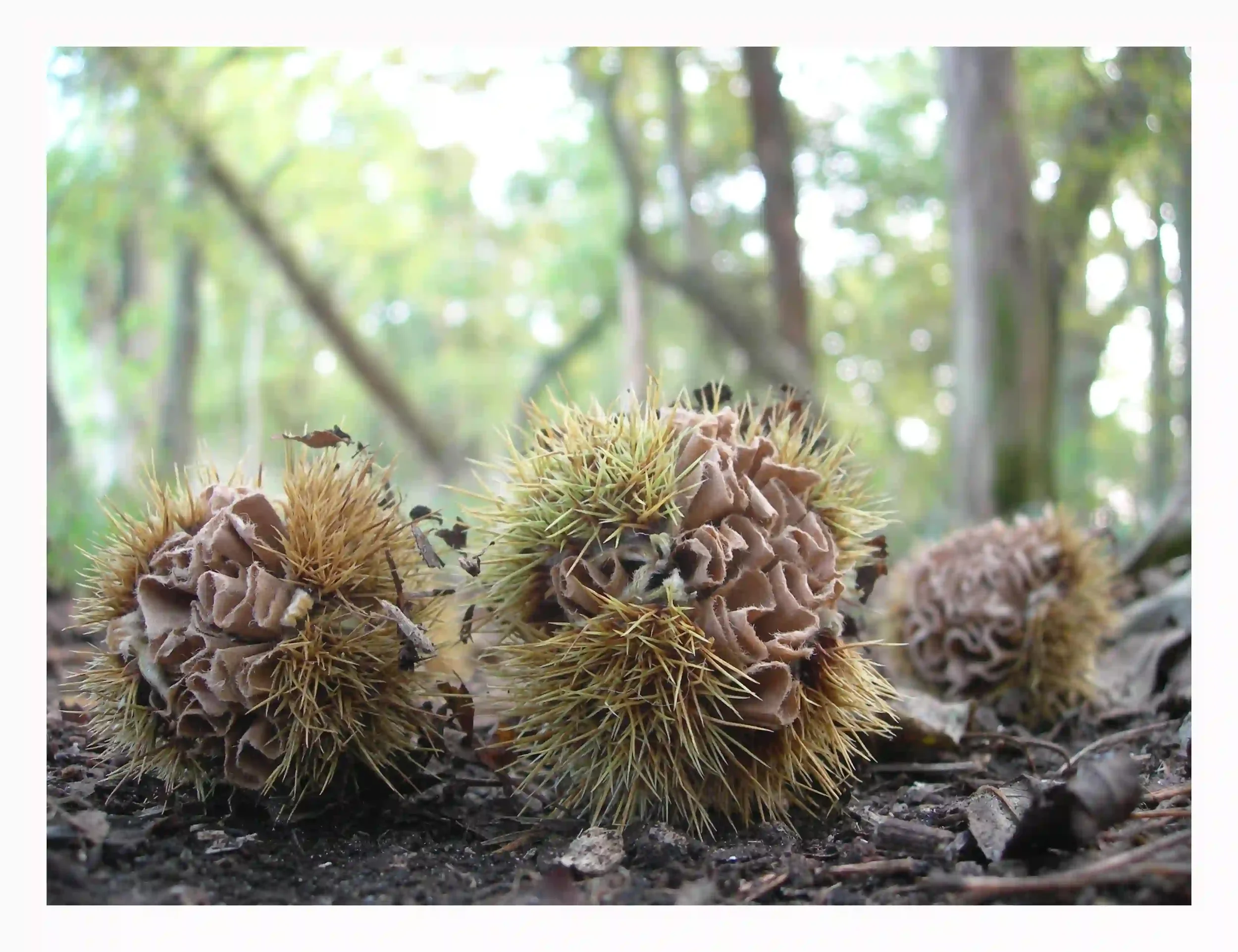 Spikey balls and paper curls...
The sweet chestnut shells themselves are part of a natural cycle; full of energy and part a process of spreading seeds then decomposing to further feed the woodland floor. Interacting with the forms using brown paper c