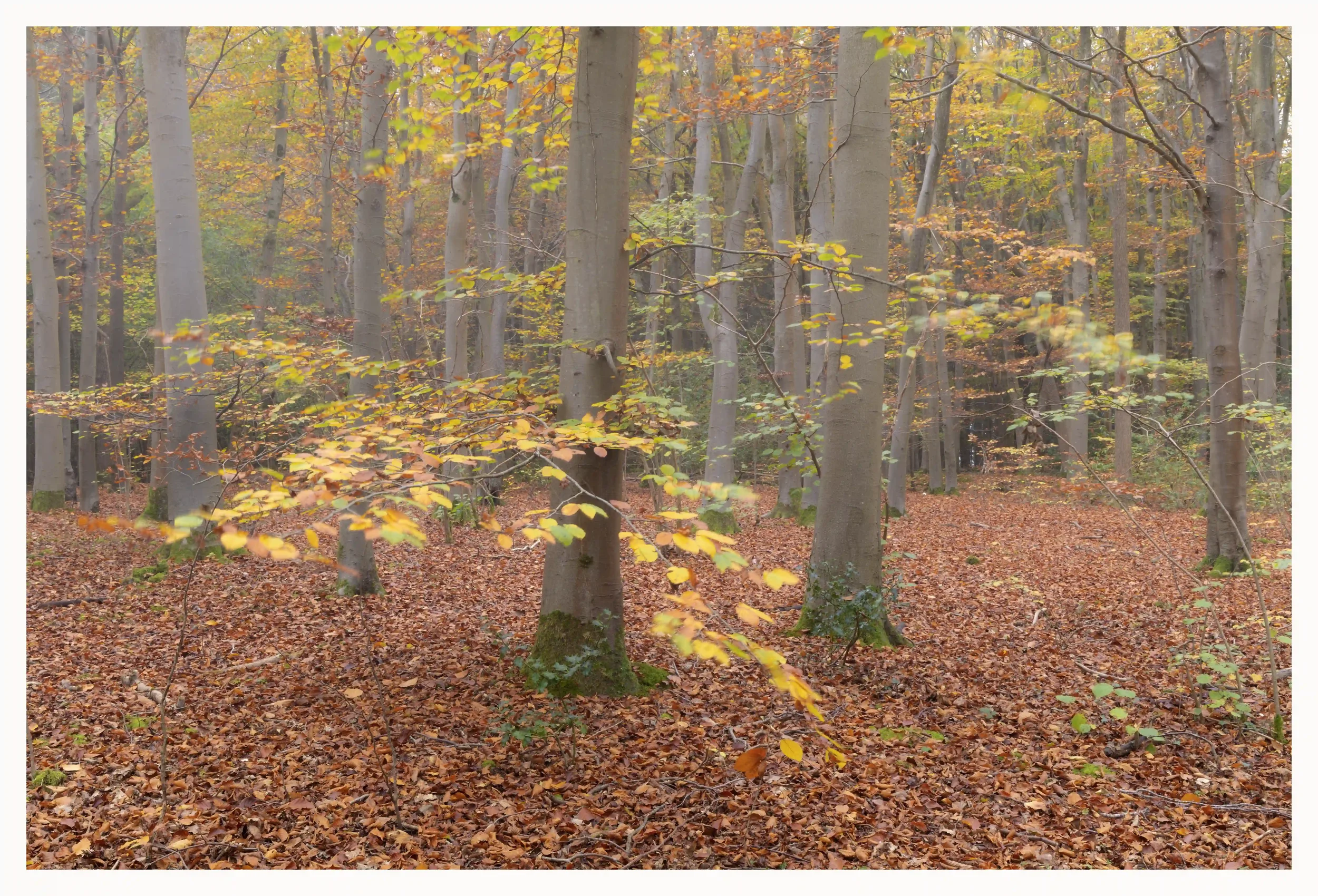 AUTUMNS WARM WELCOME
On this fresh, damp and grey early autumnal morning there was a soothing feeling the moment I had entered the place that has always been so important to me. The ground itself was what felt like a softening warm carpet under a bla