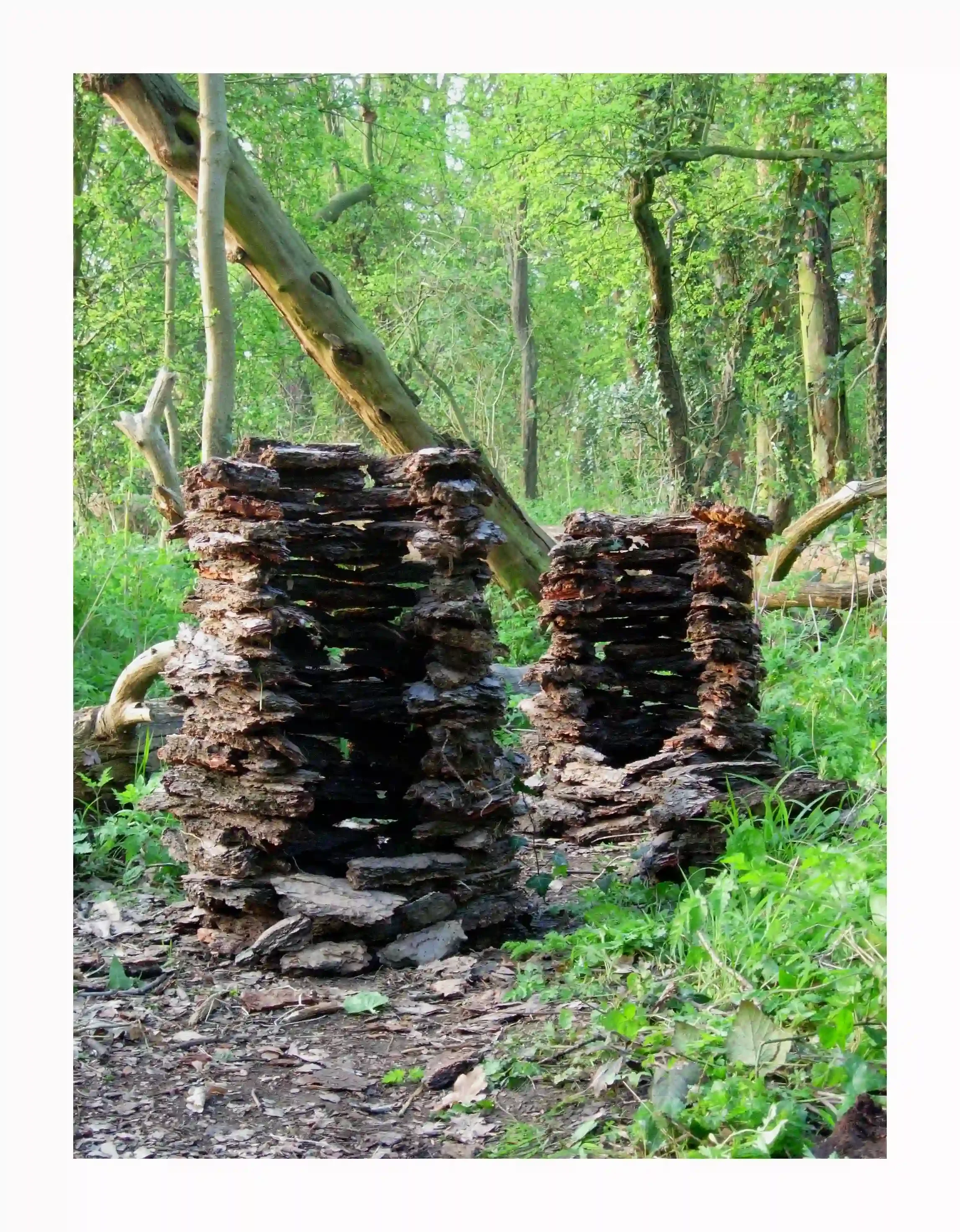 Bark trees...
Found pieces of bark from fallen and decaying trees; temporarily constructed in the woods the materials were found. Respecting the bark and the use of balance to create a sculpture that would be inspired, grow, form and be left where th