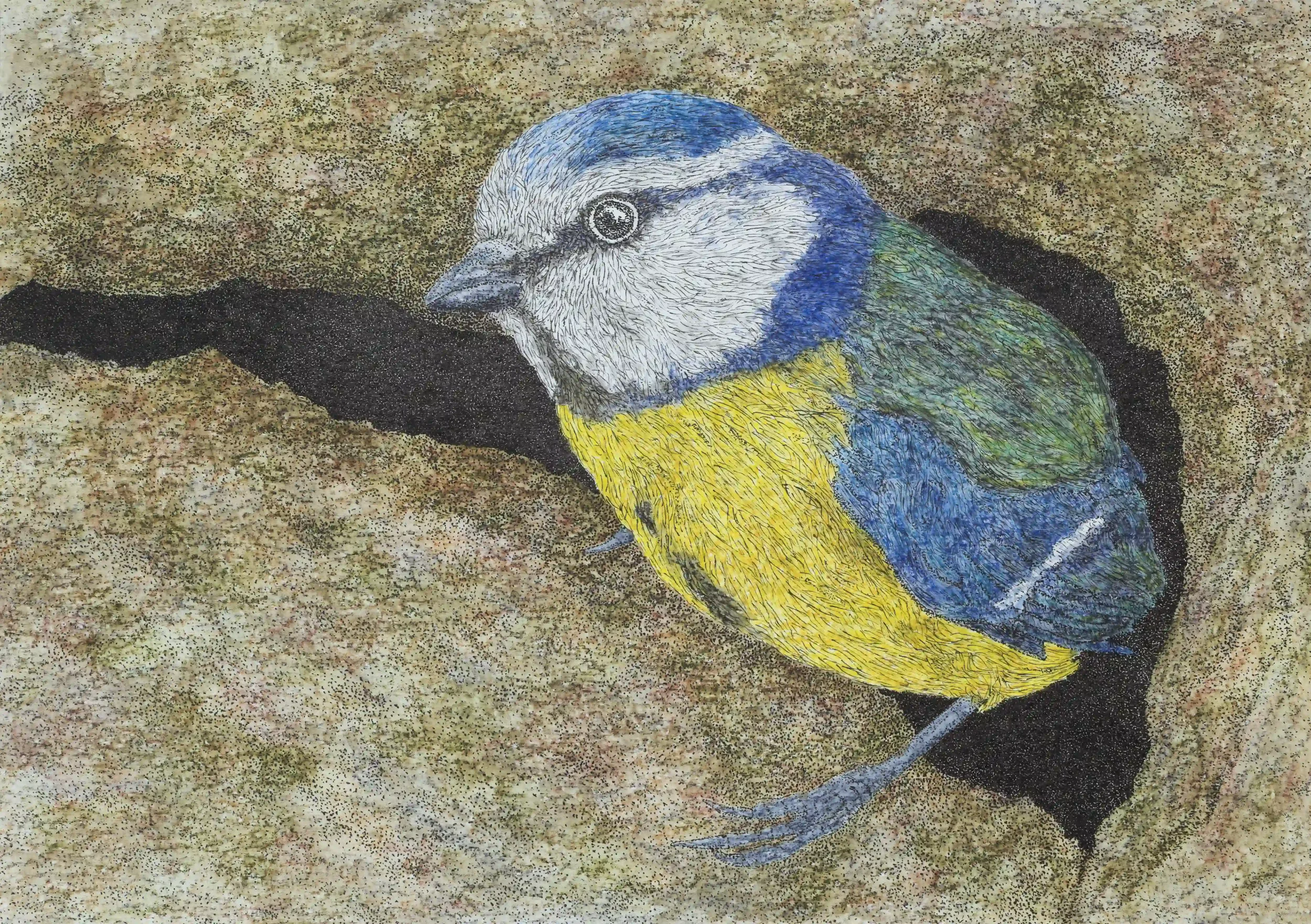 A NEST IN THE WALL: I had sat and watched a devoted blue tit taking food back to a nest within an old church garden wall, its intricate approach as it left the nest looking around. 
Fine Line pen and watercolour pencils, Original on A4 watercolour pa