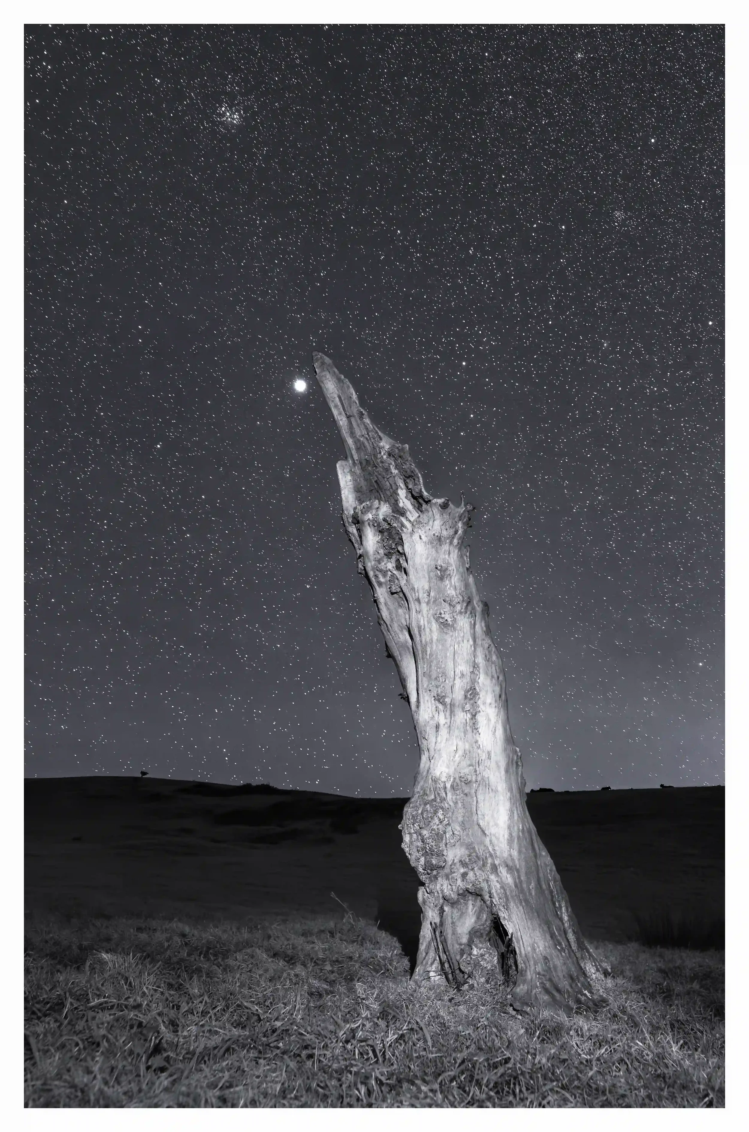 KEEP REACHING B&W
An old tree that clearly is the state of decomposition, weathering and in the cycle of natural decay. Yet despite this it appeared so beautiful and intriguing to the eye, and as I looked at it during this moment; it still appeared a