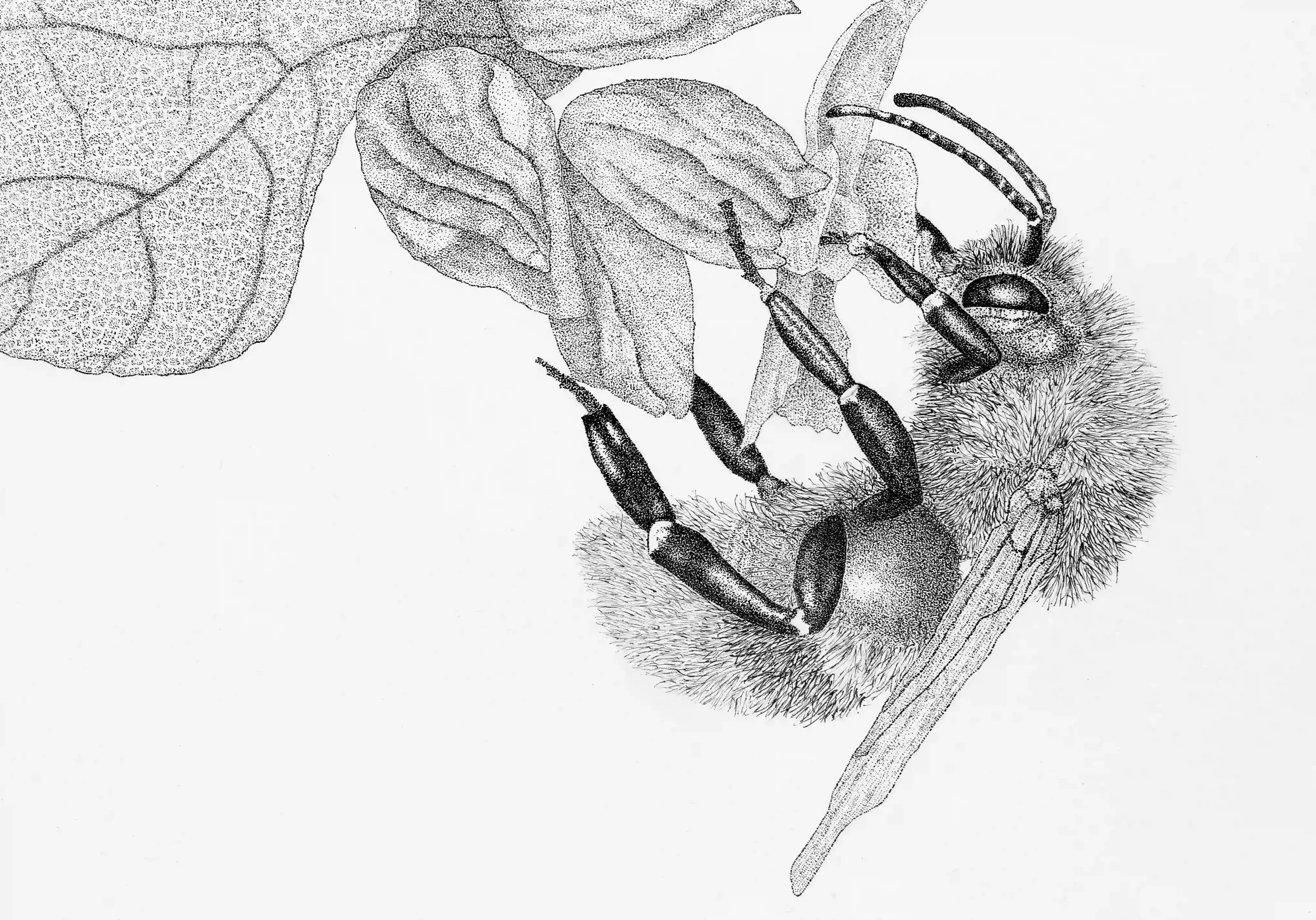 INTRICATE BALANCE; When I look closely at bees; I begin to admire just how delicate in character they are. Their natural beauty in fine detail shall always remind me how soft and fragile they can be. Inspired from my own photo. Fine Line pens, Origin