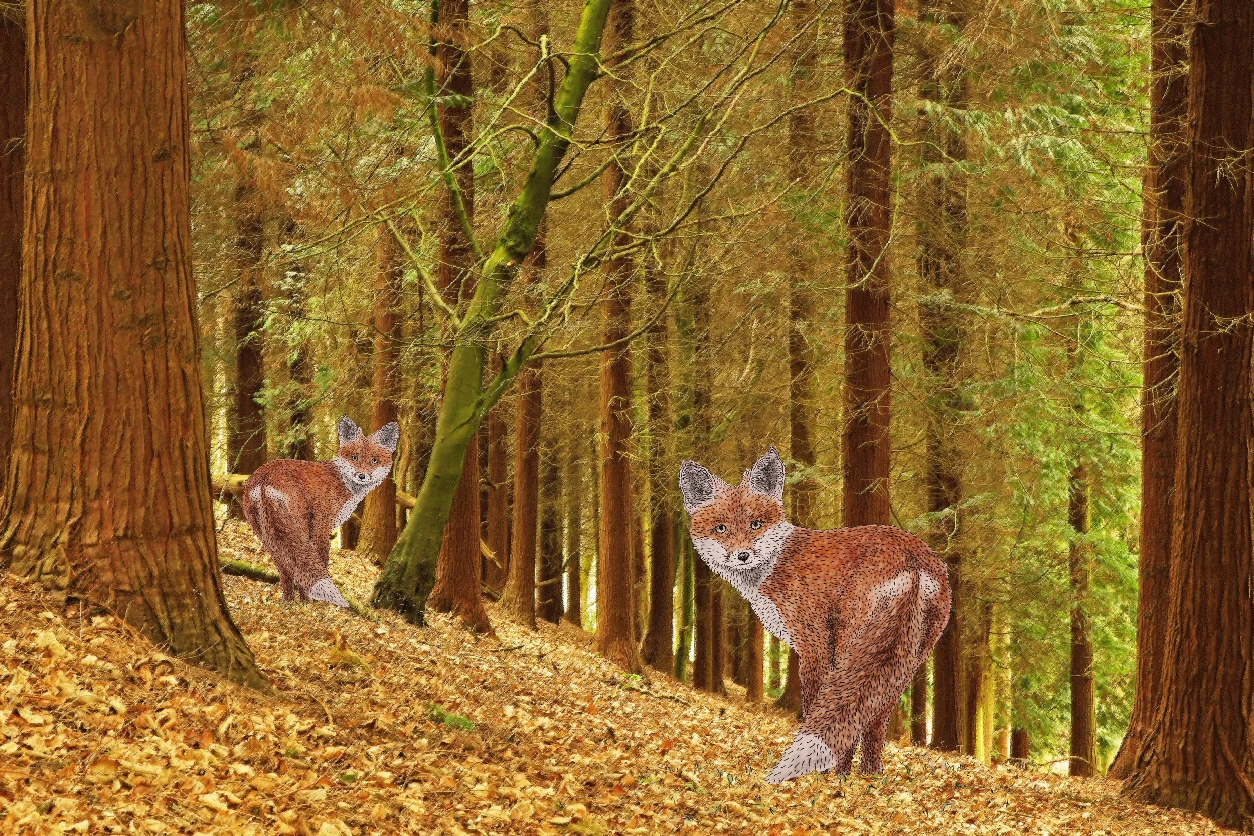 Feel Welcomed...
I can’t help but feel as if these two foxes are looking back as they start their journey to another area in the woodlands; are they just exploring or are they searching for a new home? Despite that; they appear to look back so softly