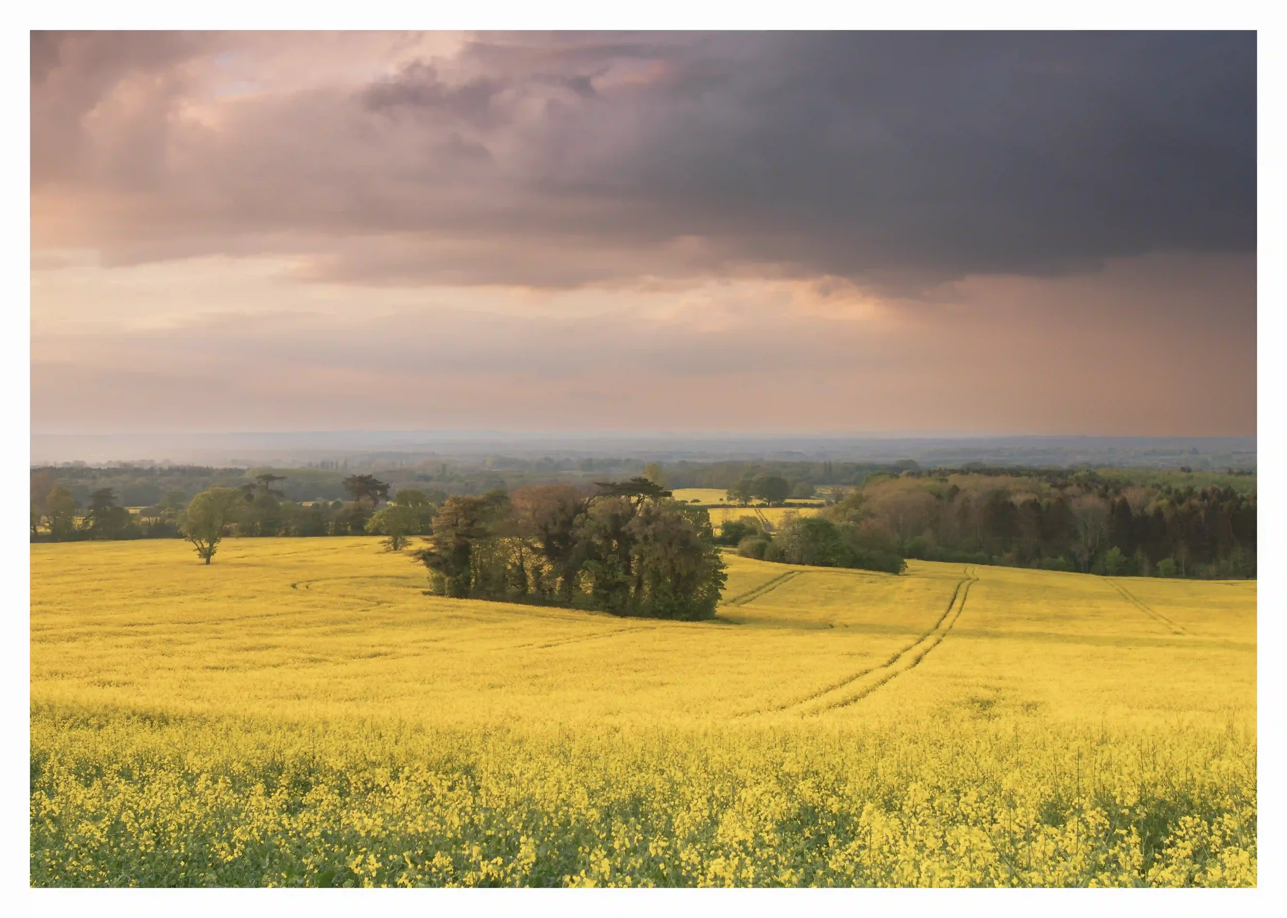 FIELDS OF GOLD
Approaching sunset as the sun found a brief moment to shine through breaks in the rain clouds on this spring day. The yellow fields softly and warmly lit in such a way that became priceless to my eyes and thoughts; when the soul feels 