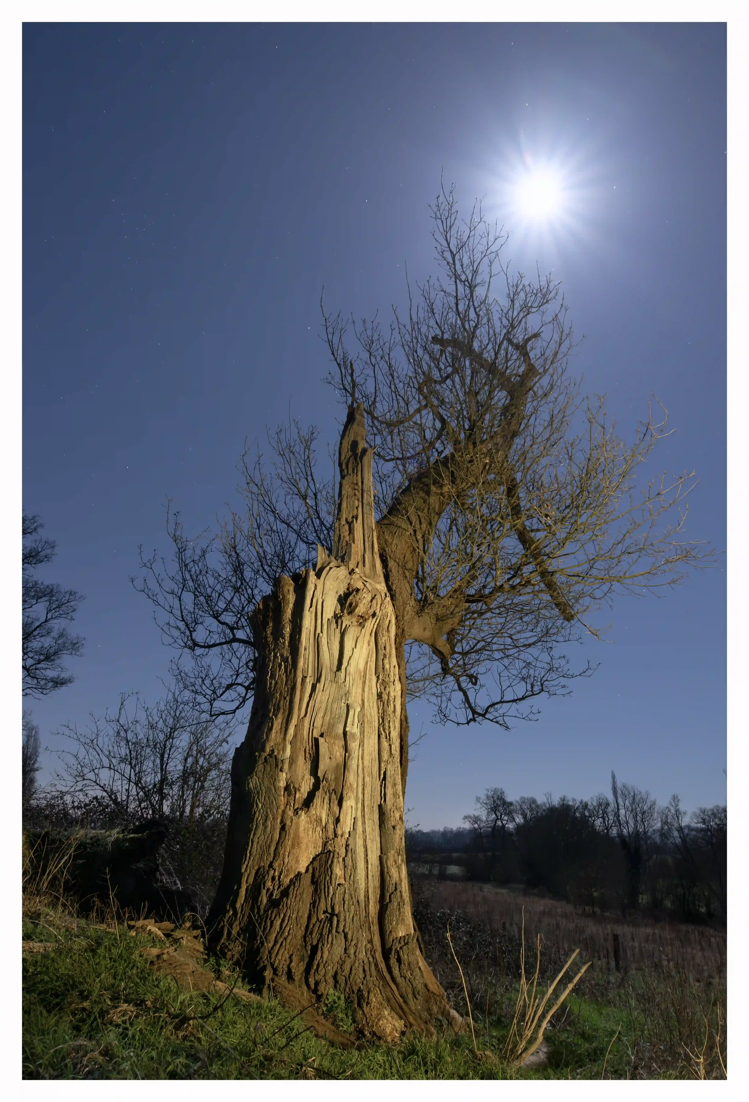 REACHING FOR THE MOON
This old weathered yet still living tree just appeared to be standing so proudly and with such brave character as its live branches seemed to be reaching for the moon on this night.
Guildford, Surrey, UK.
