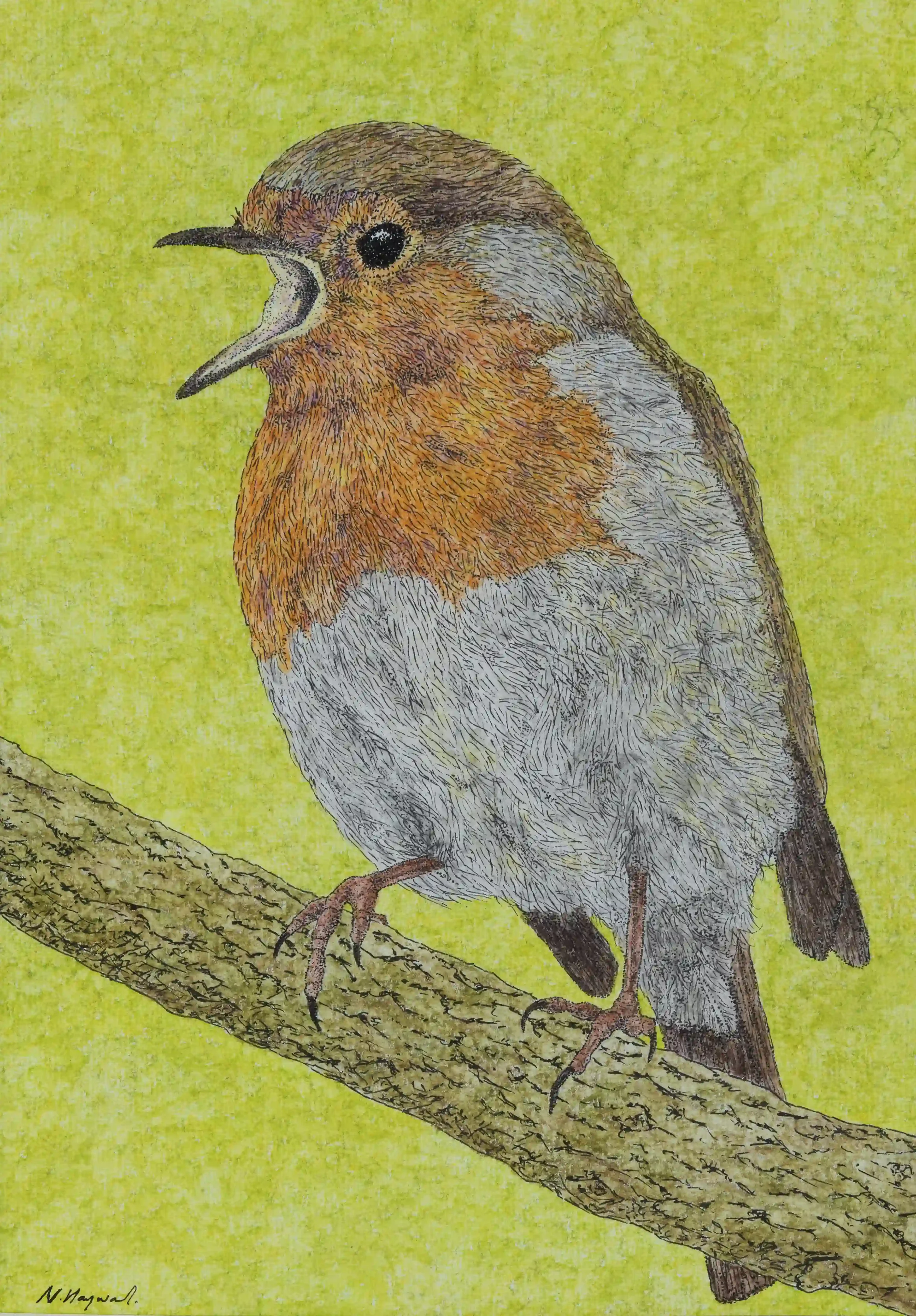 SINGING ROBIN#2; Not only are robins so friendly and welcoming when you come across them; they are able to put on such a wonderful show with their singing. Inspired by own photo. Fine Line pen and watercolour pencils, Original on A4 watercolour paper