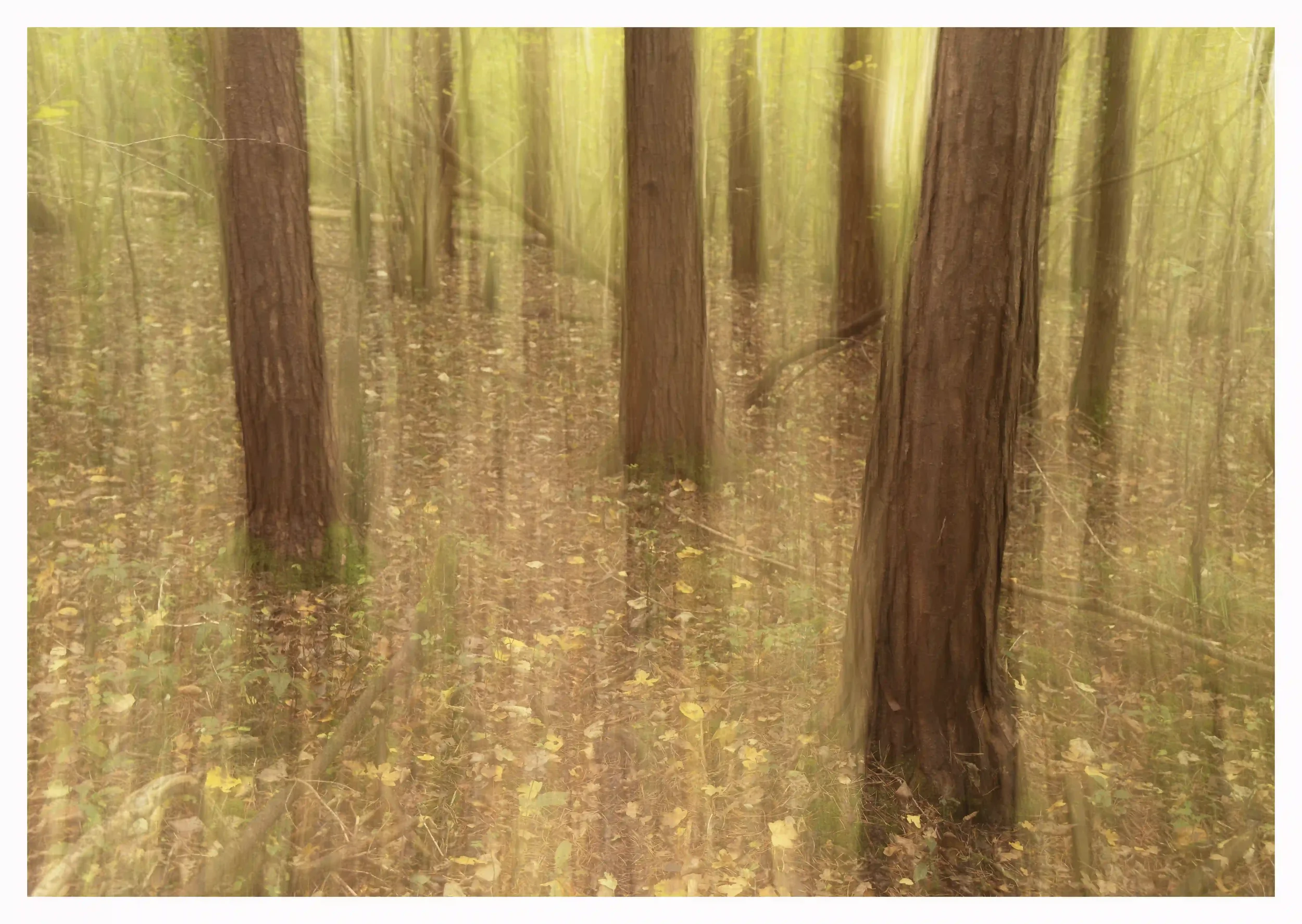 IMMERSED
How something so simple can become so powerful if you allow your mind to become curious, interacted and present with what you have in front of you. The moment you explore the possibilities of allowing the camera to become your paint brush; I
