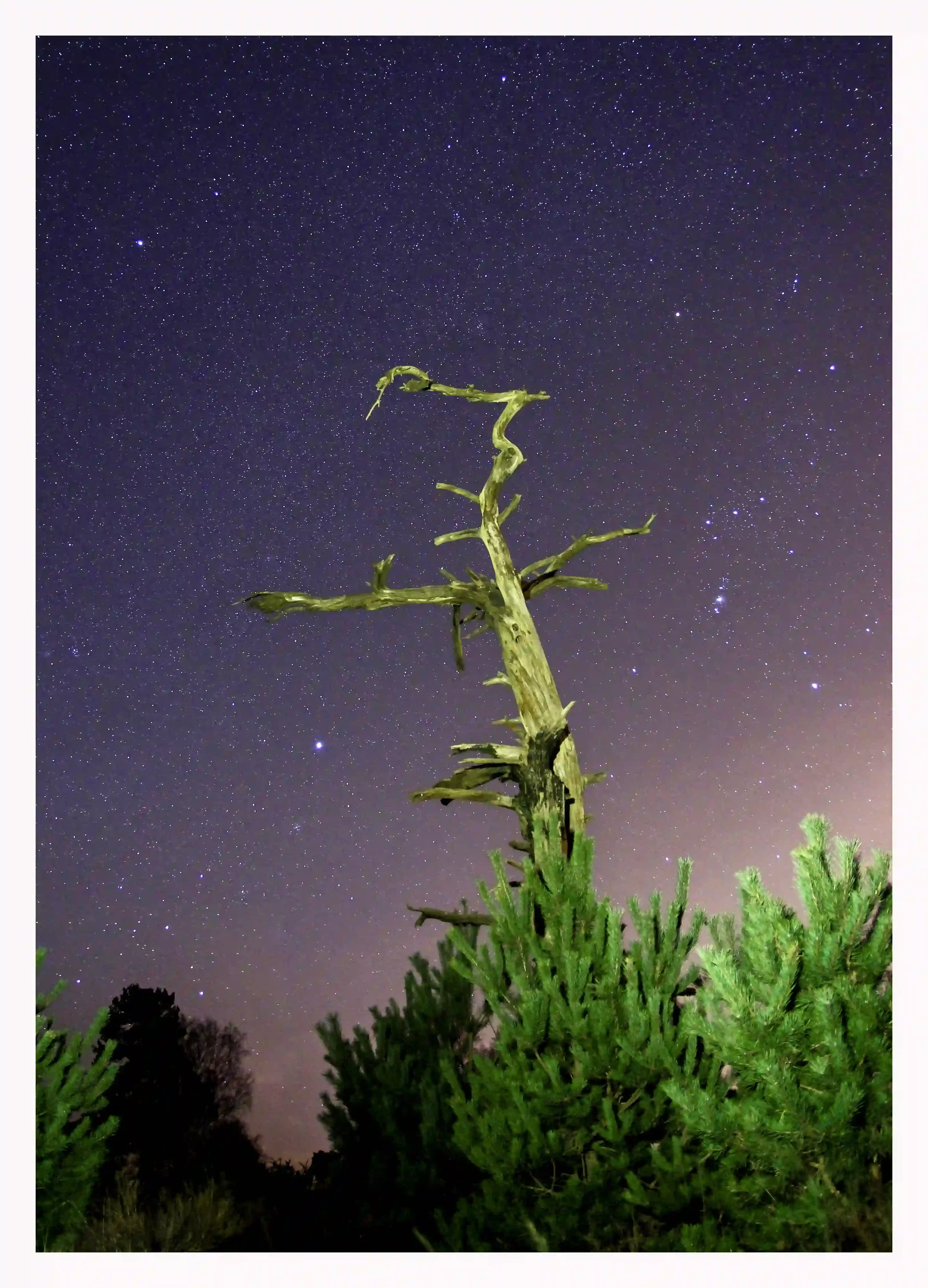 REACHING FOR THE STARS
This small tree with such character just seemed to be standing so bravely under the star lit sky. With branches that could even appear to be like a hand just reaching for the mysteries of the universe. 
It goes personally a bit