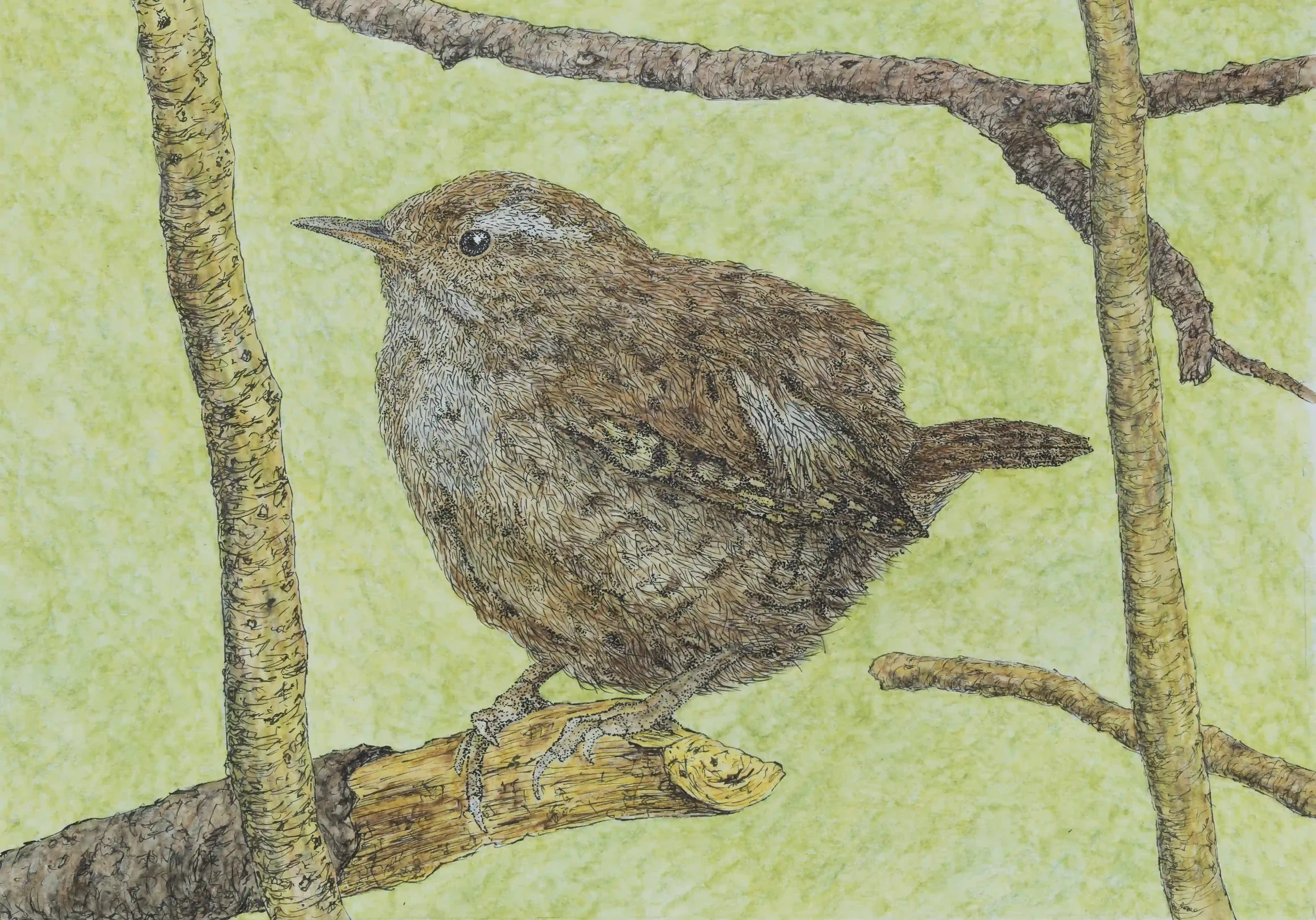 THE HIDING WREN; Wrens such fascinating birds. They are small, intricate, so manoeuvrable birds with such a comforting high-pitched chirp. Inspired by own photo. Fine Line pen and watercolour pencils, Original on A4 watercolour paper. 