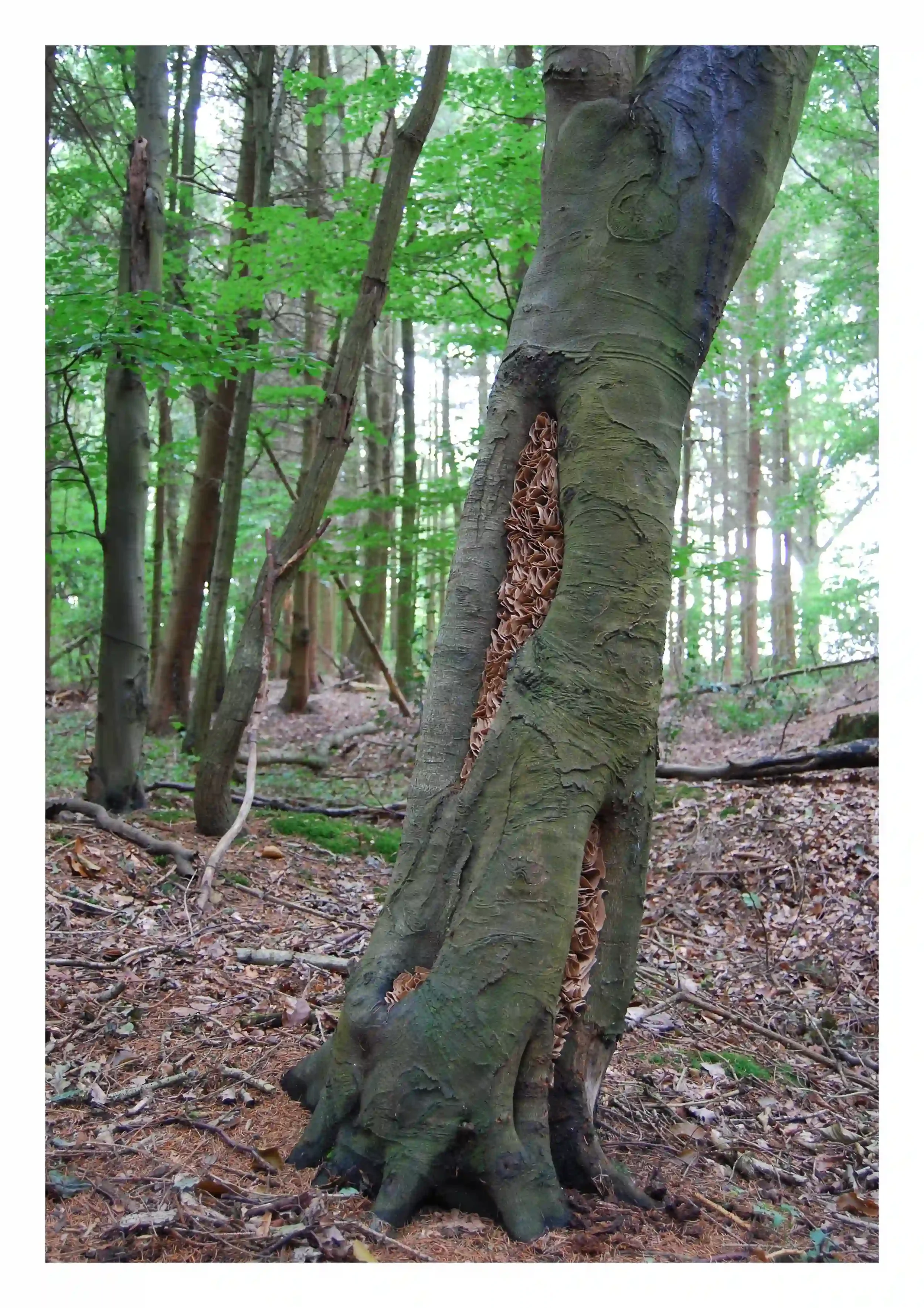 Paper curls in tree...
Small recycled brown paper curls used to temporary fix what appeared like multiple scars on the tree. The brown paper itself looked frozen in natural motion yet still feeling a sense of silent energy– just like tree rings do. A